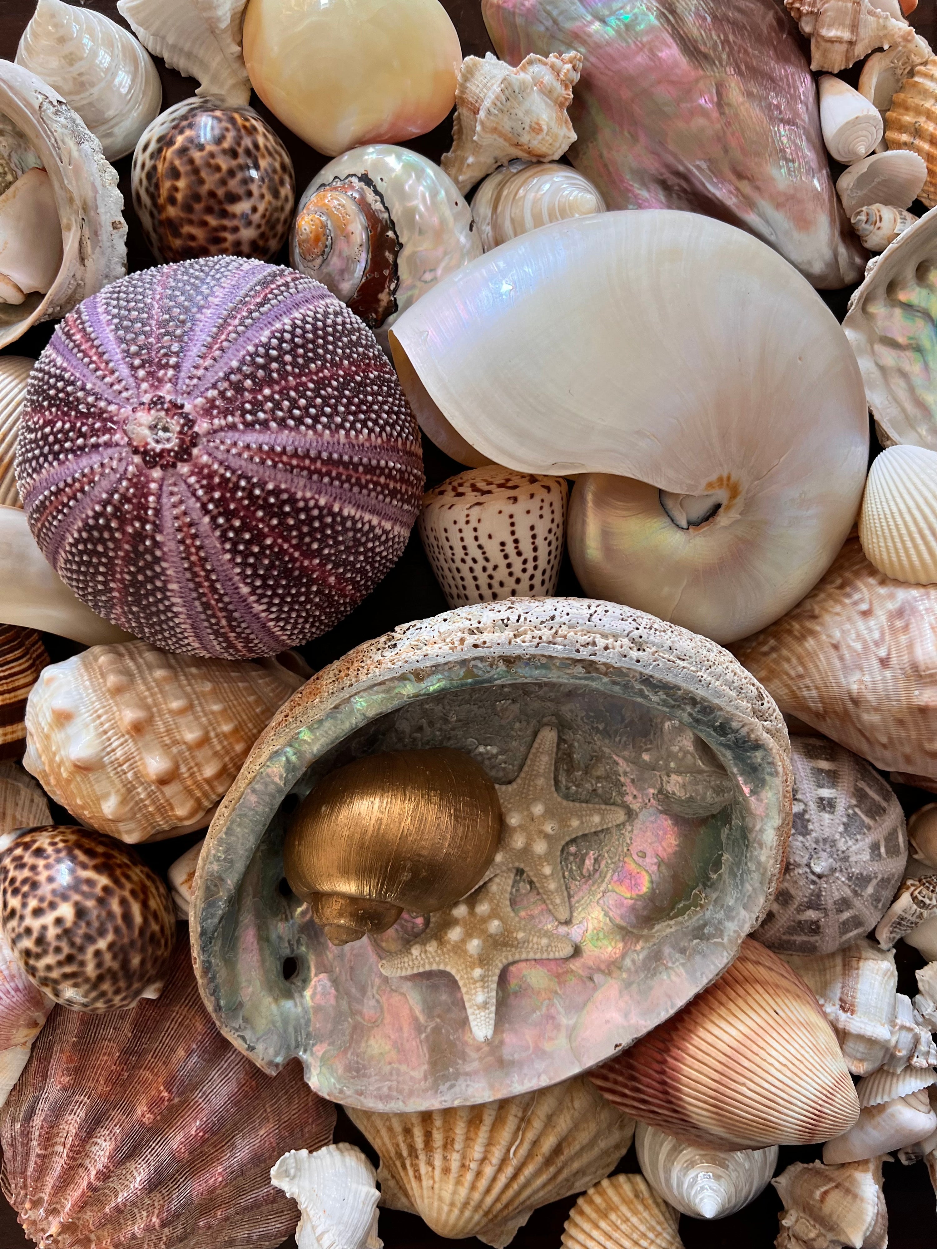 Schelpen als decoratie