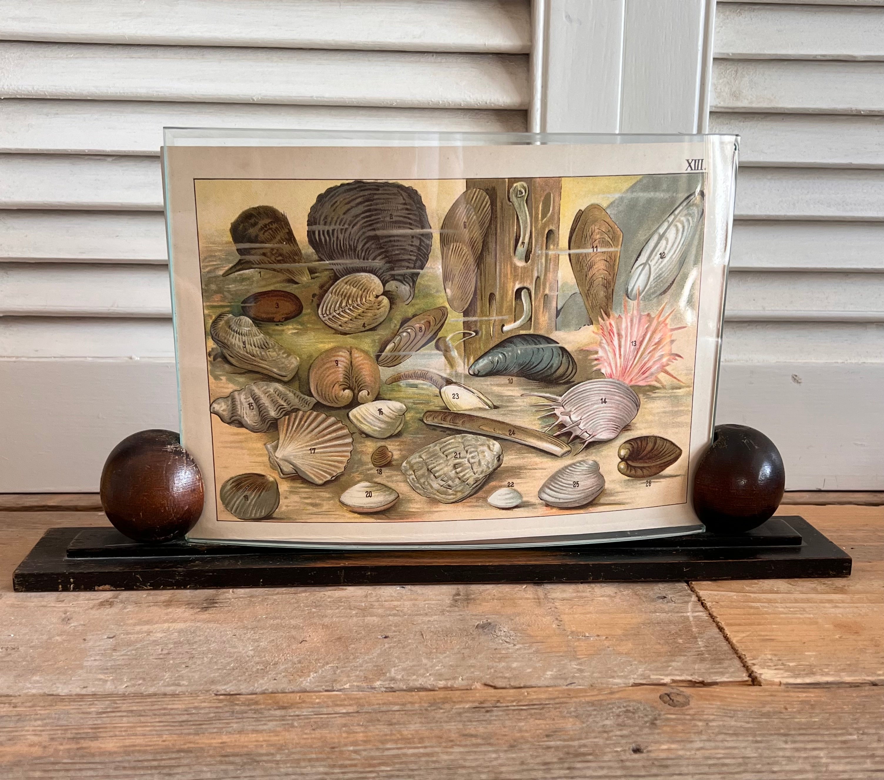 Art Deco fotolijst, vintage fotolijst hout, houten fotolijst glas, Art Deco decoratie, prent weekdieren 1912, authentieke vintage poster, historische prent weekdieren, vintage interieur accessoires, nautische kunst, kunst uit 1912.