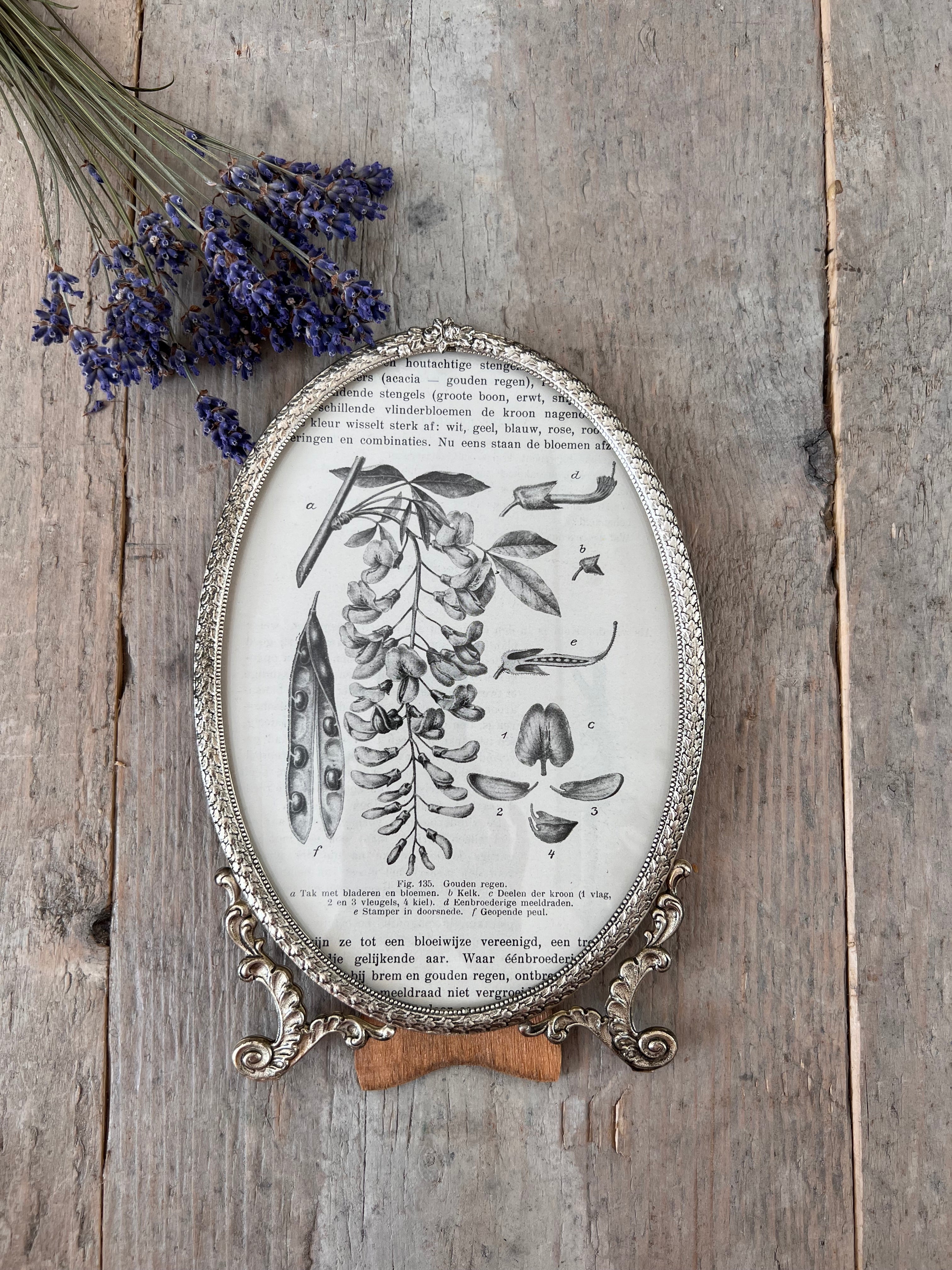 Ovaal lijstje met botanische illustratie uit 1917