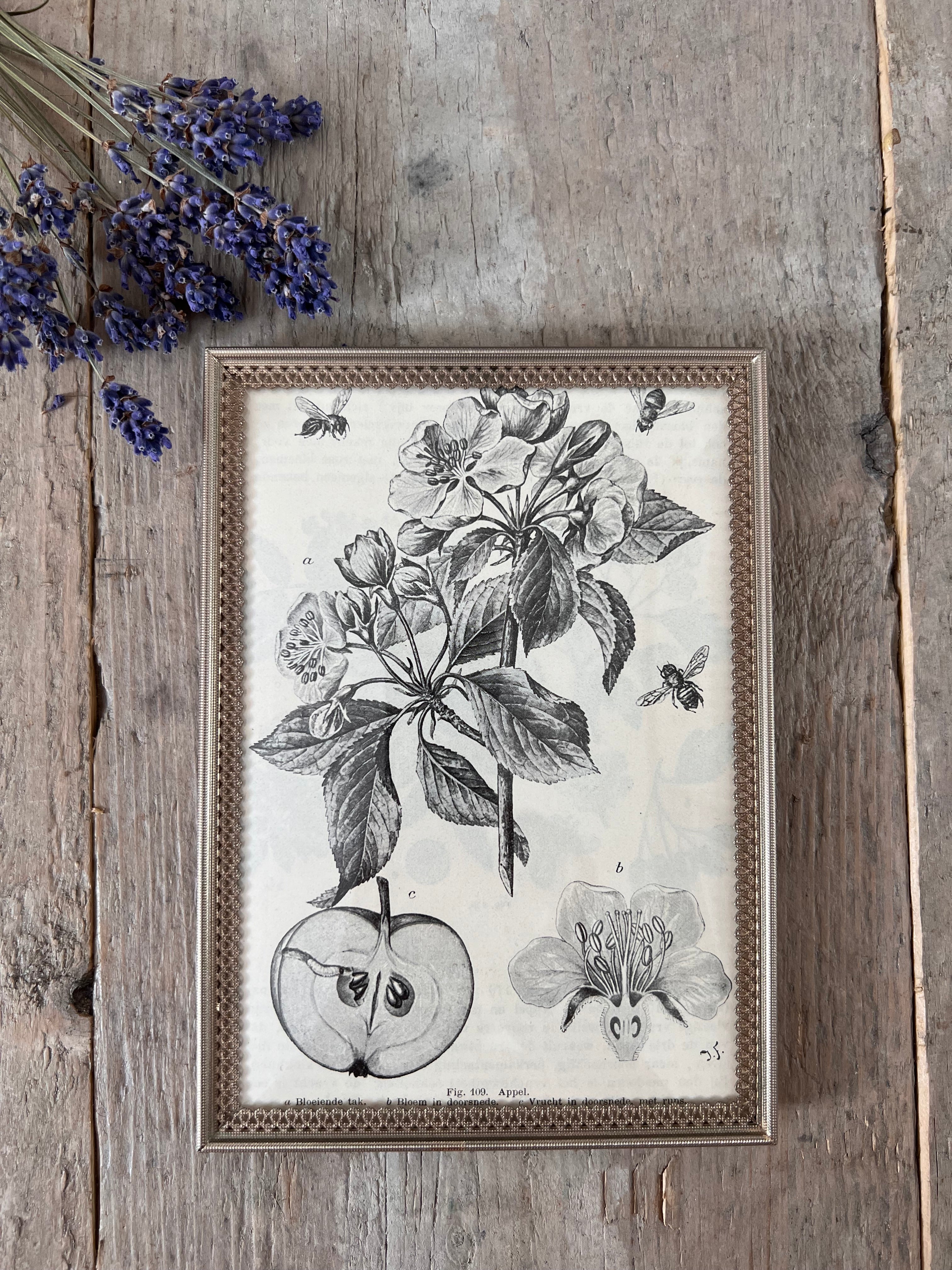 Vintage lijstje met botanische illustratie appel uit 1917