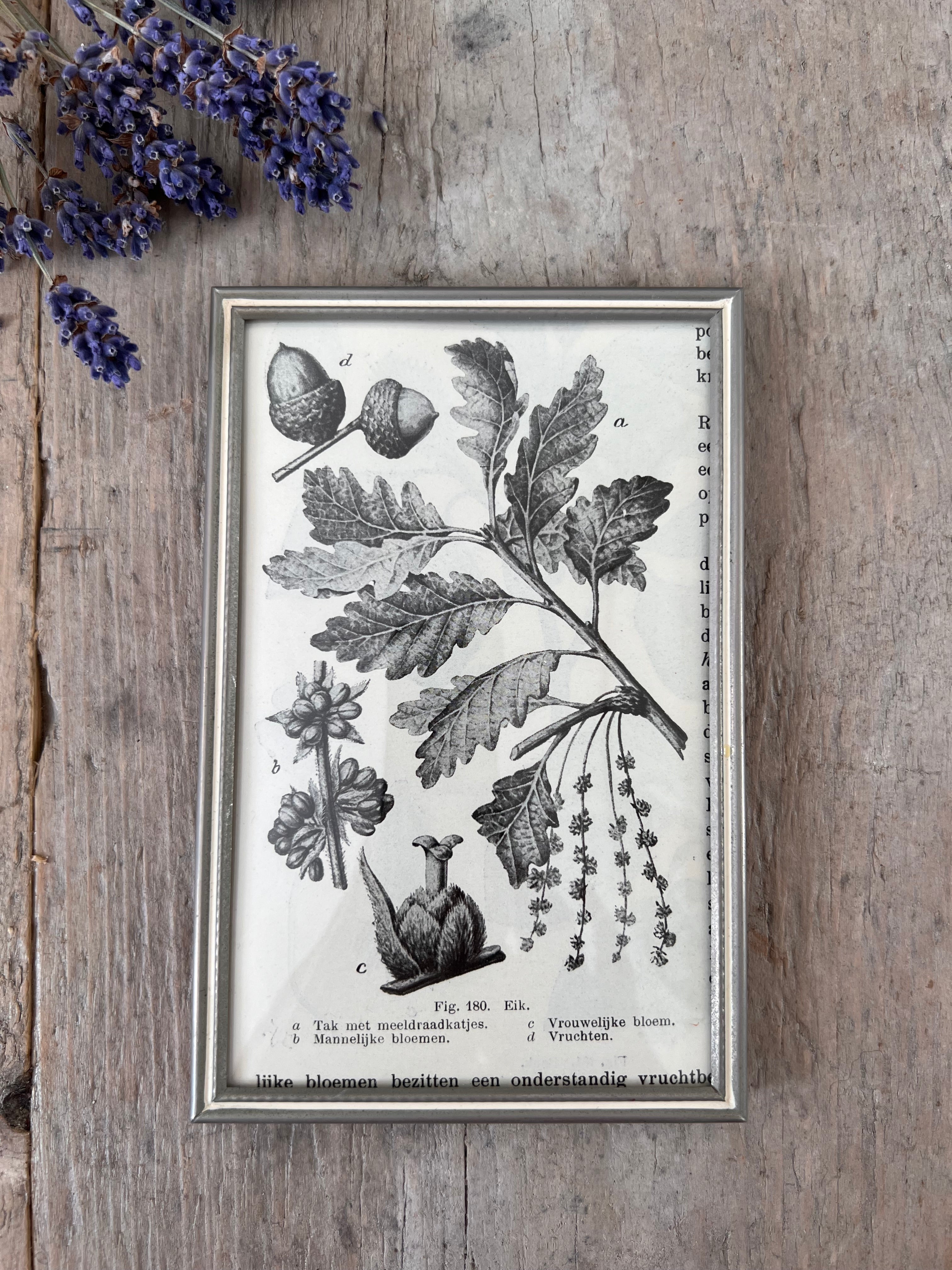 Vintage lijstje met antieke illustratie eikel 1917