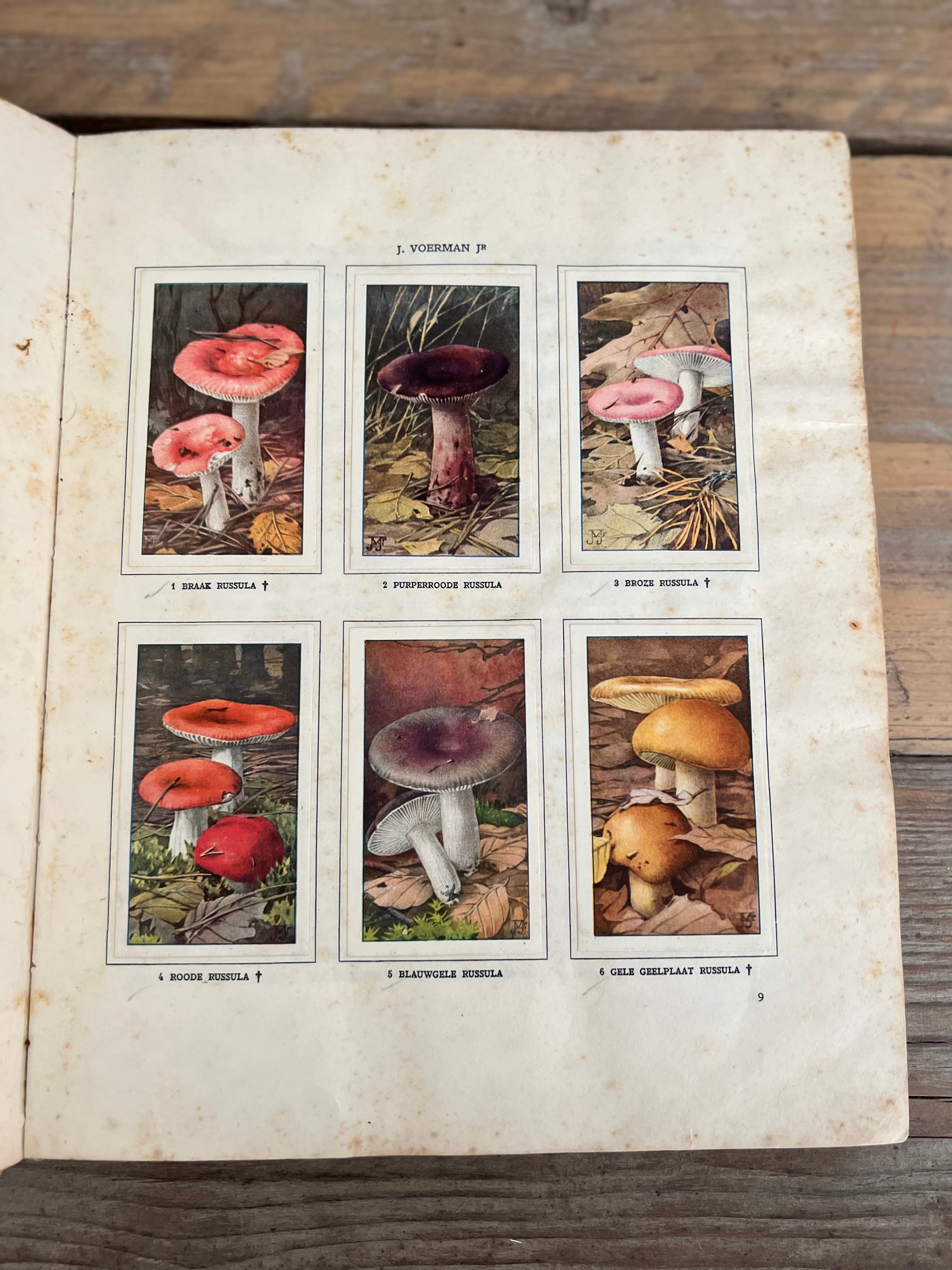 Paddenstoelen