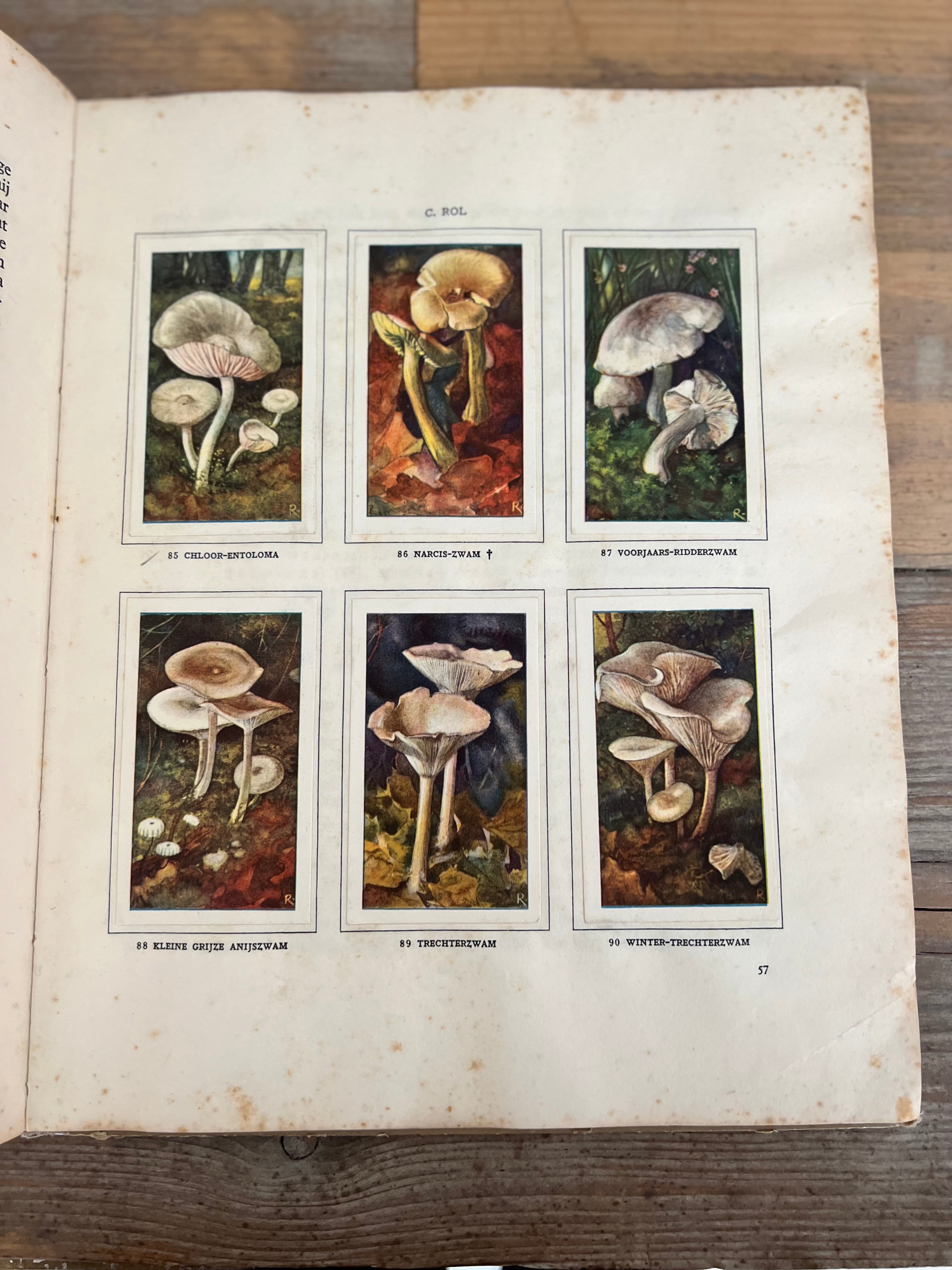 Antique Verkade picture album Mushrooms