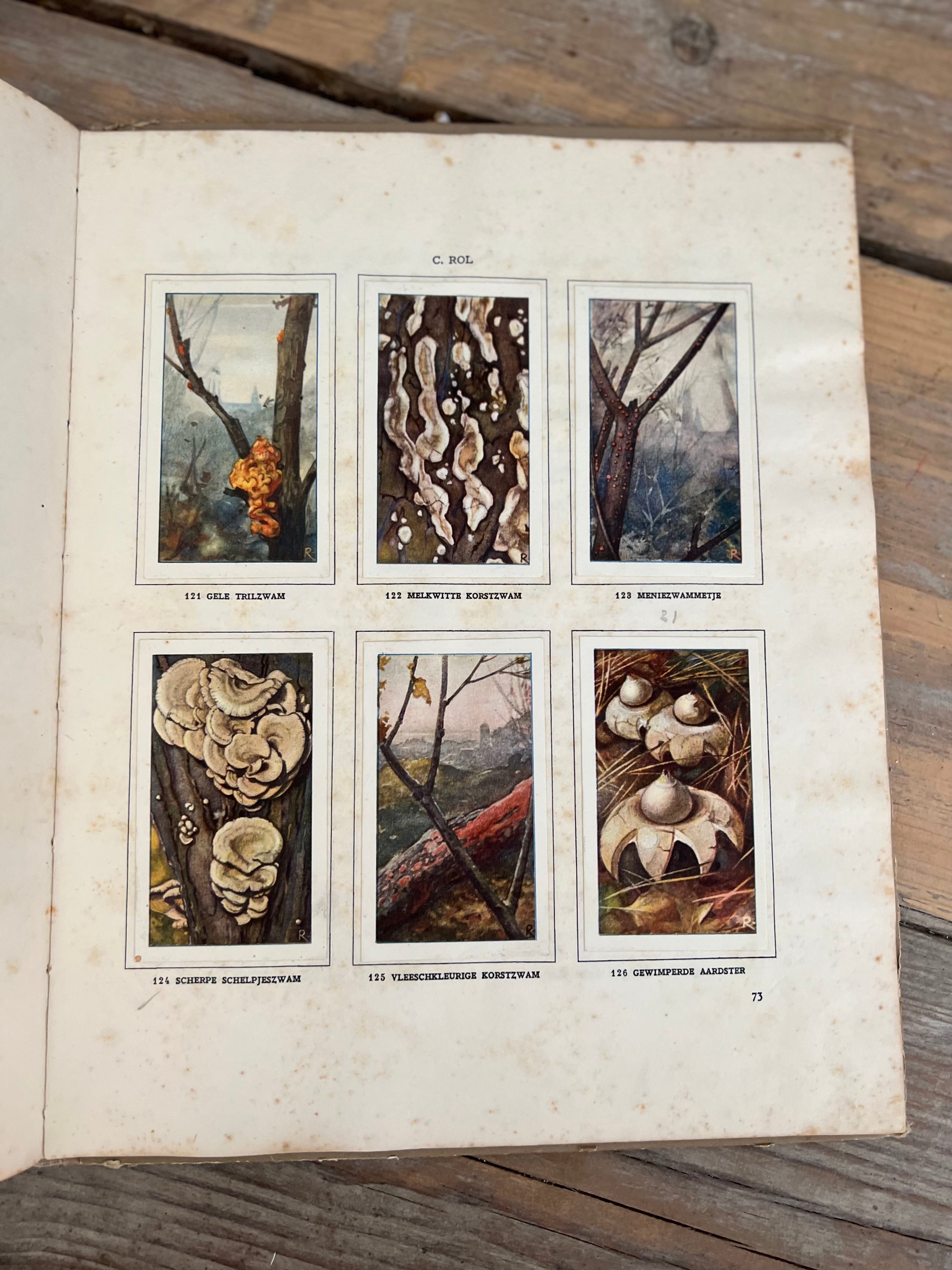 Antique Verkade picture album Mushrooms