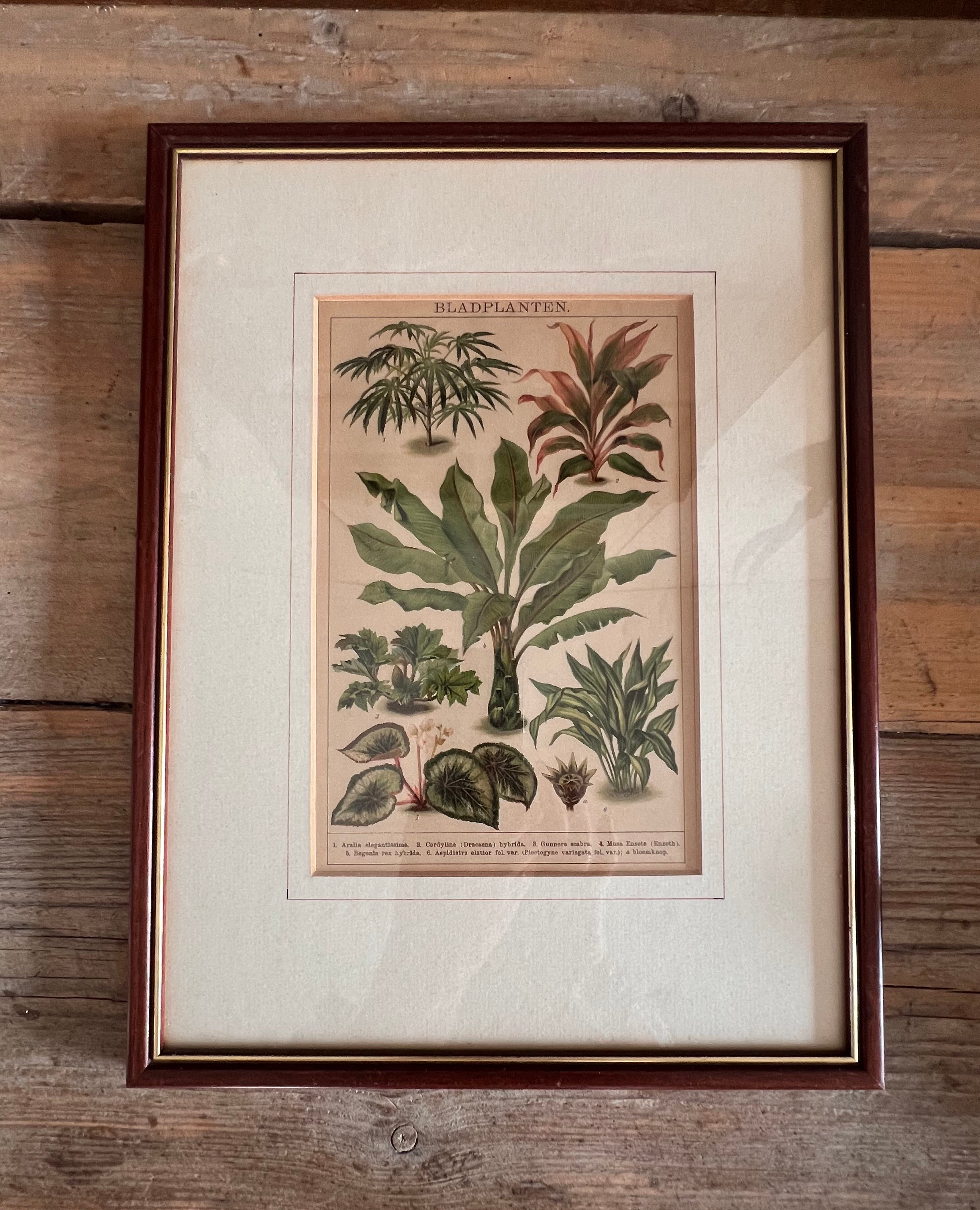 Botanische illustratie van bladplanten