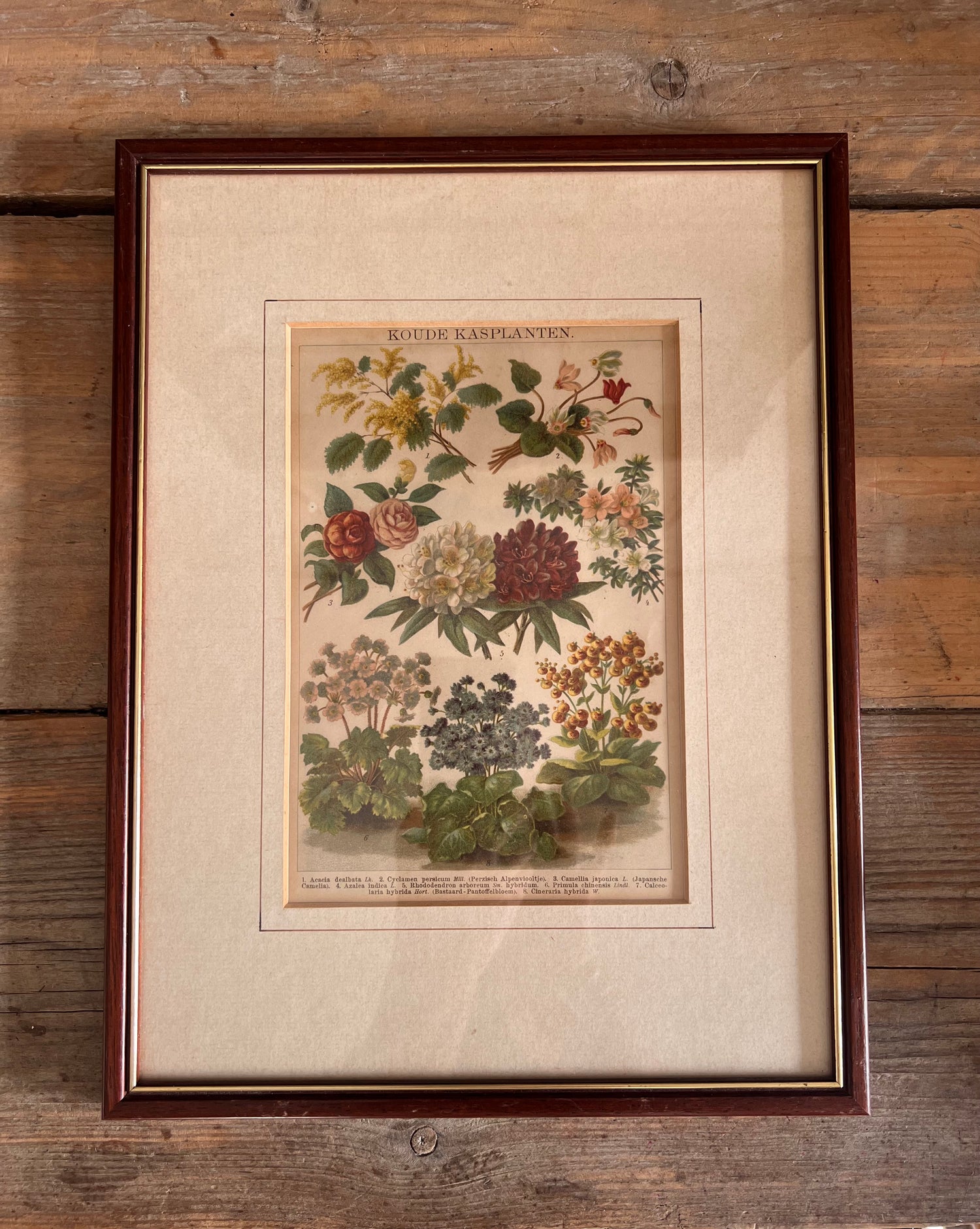 Antieke illustratie koude kasplanten