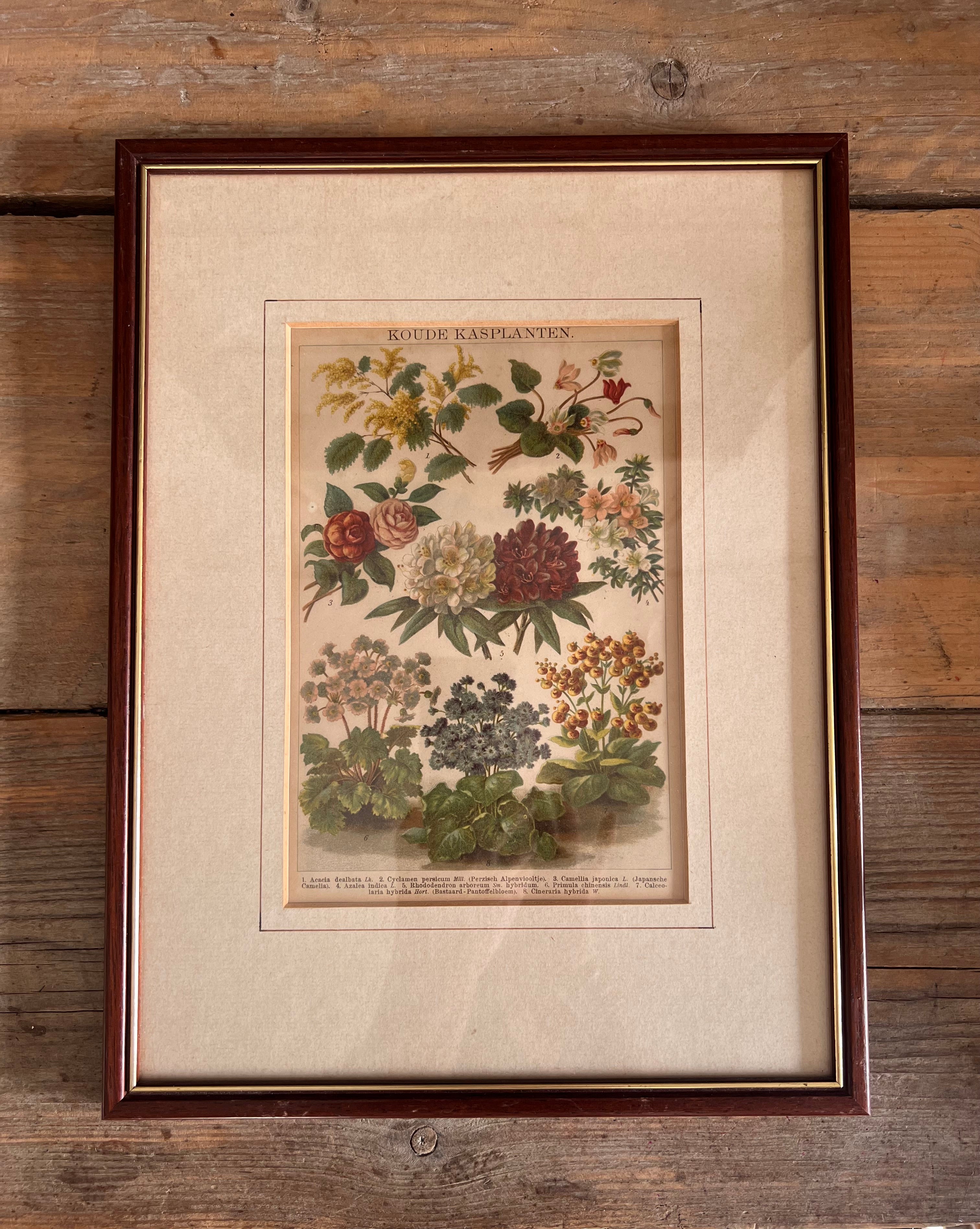 Antieke illustratie koude kasplanten