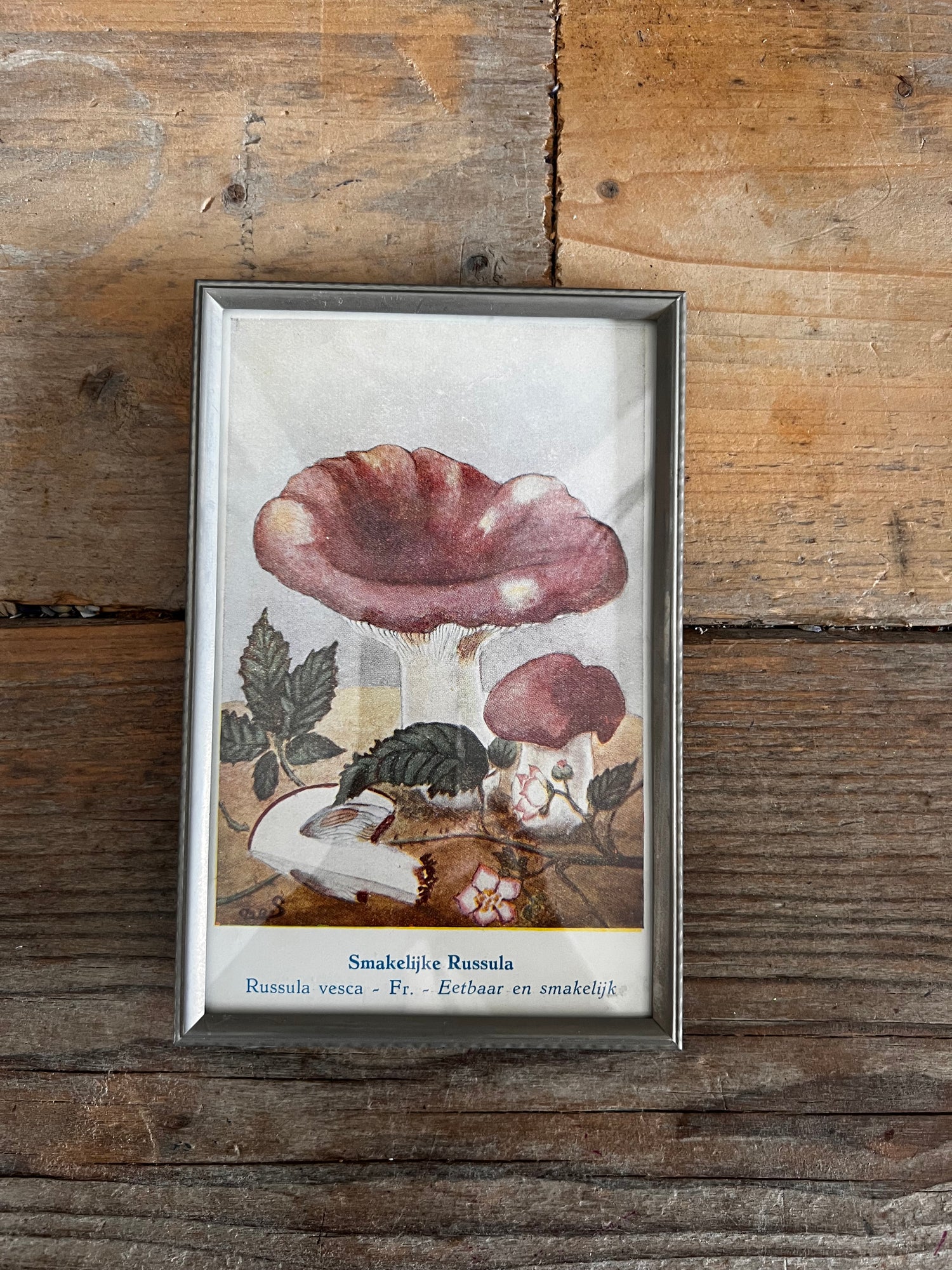 Vintage fotolijst met illustratie Russula