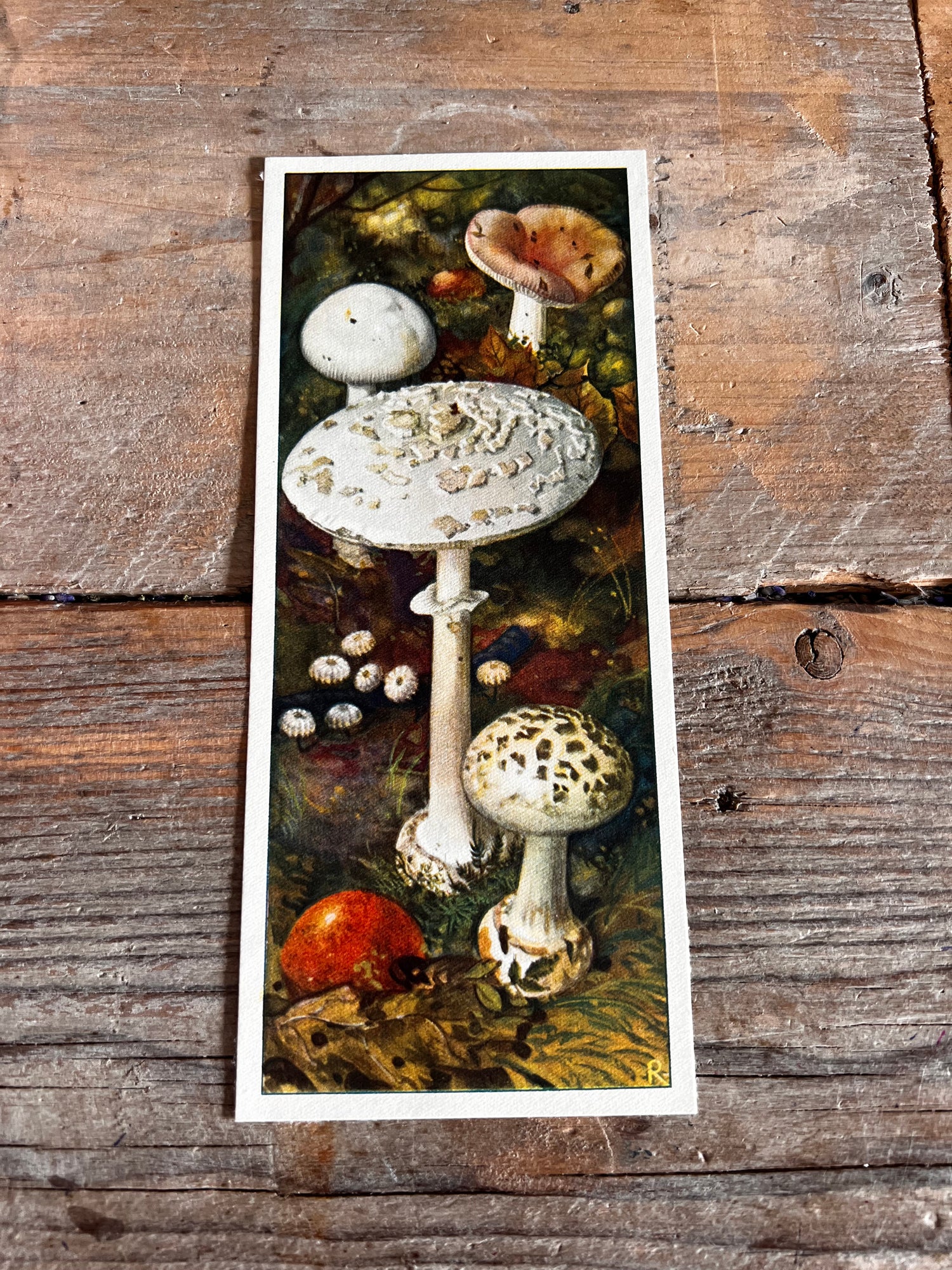 Verkadeplaatjes paddenstoelen