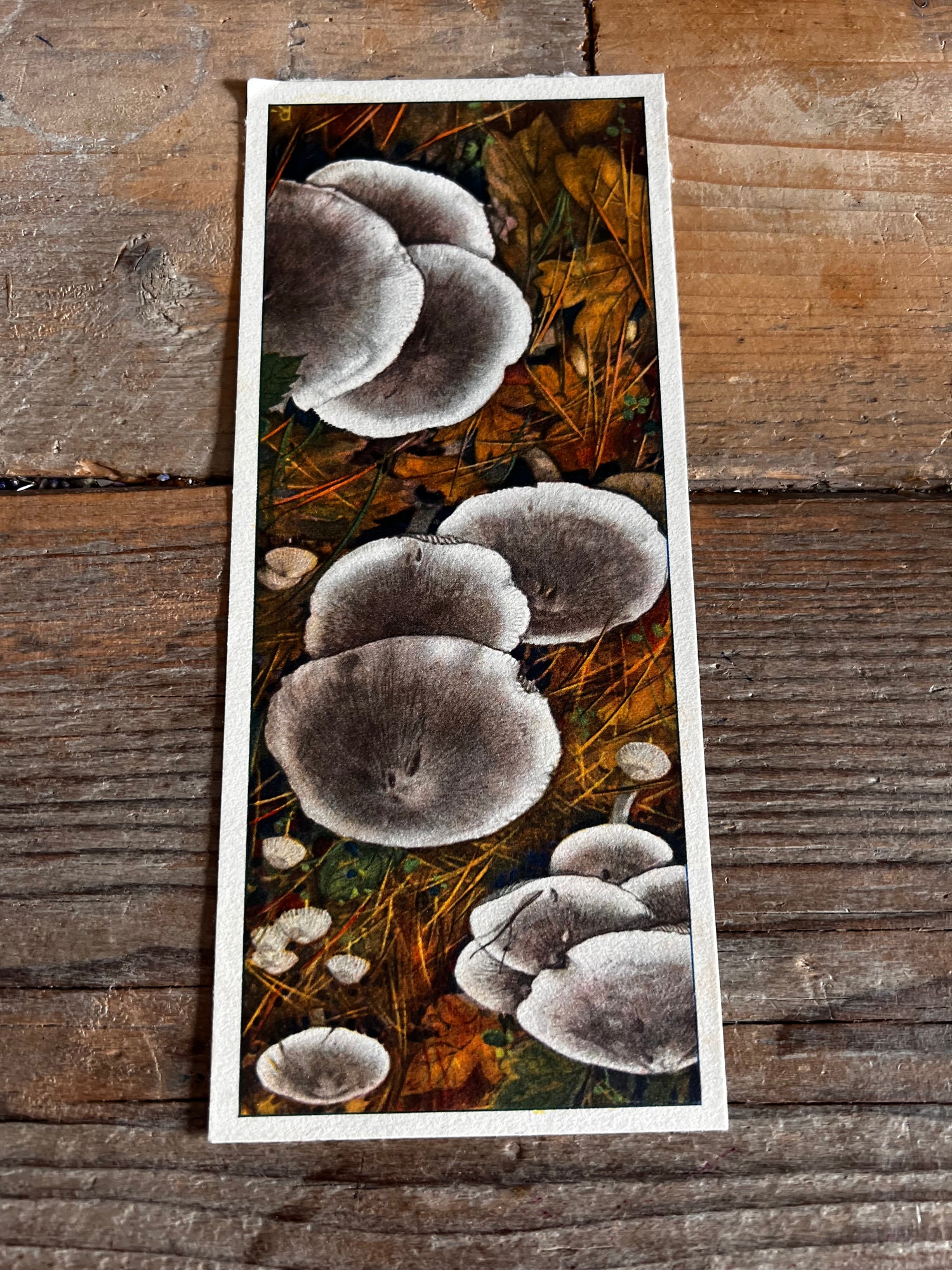 Set Verkadeplaatjes paddenstoelen XL 1929