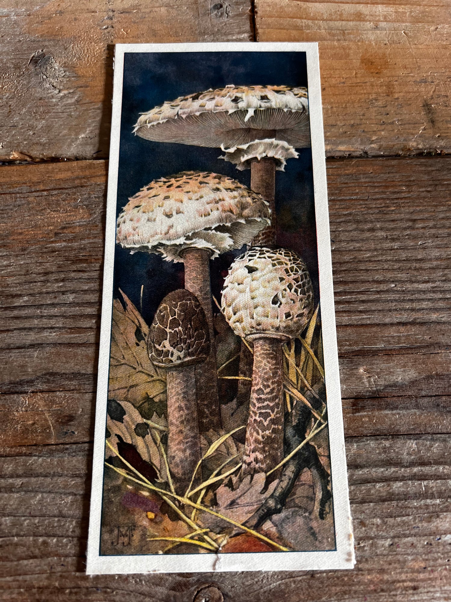 Set Verkadeplaatjes paddenstoelen XL 1929