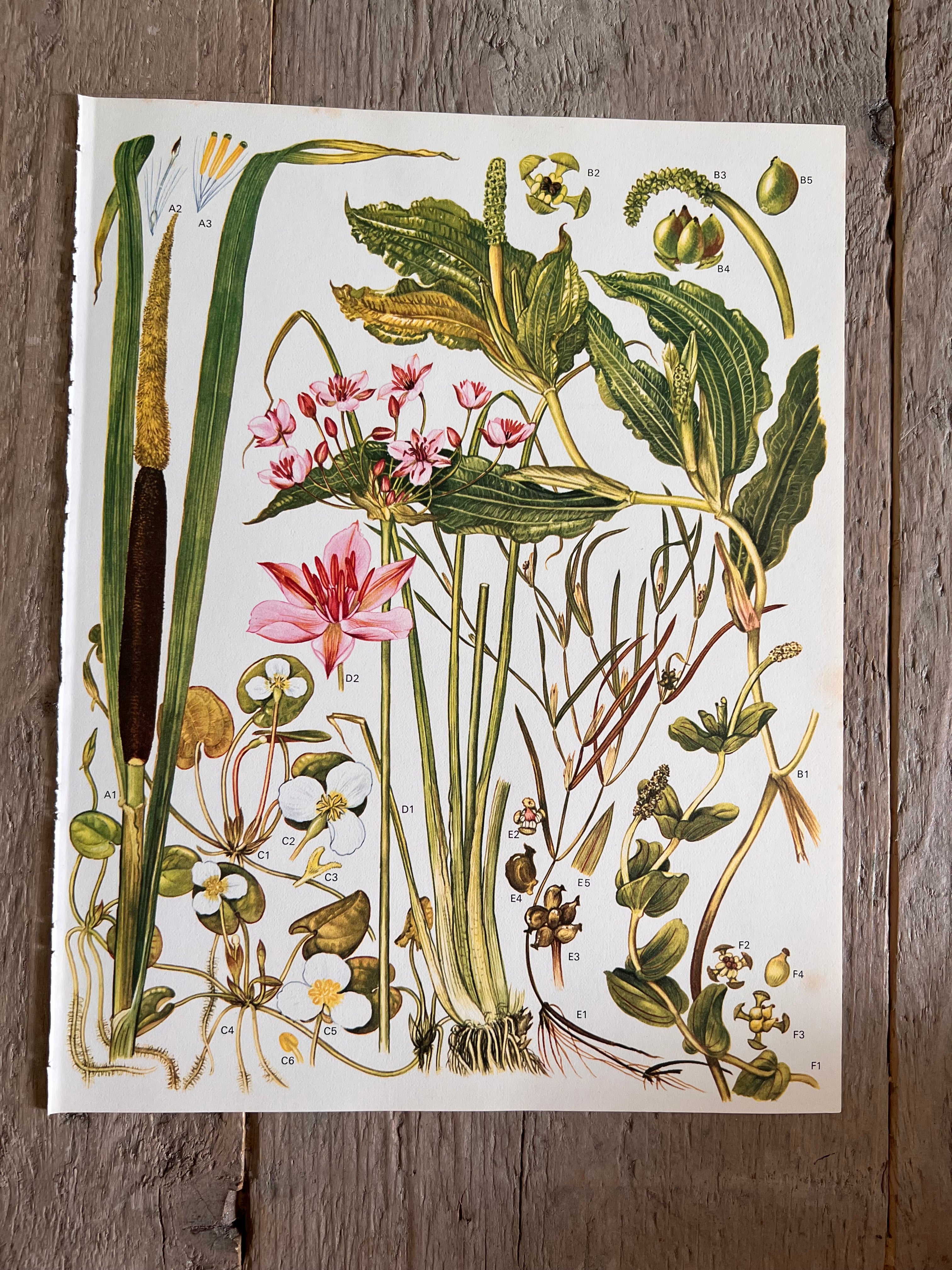 Botanische Illustration von Uferpflanzen aus den 1970er Jahren