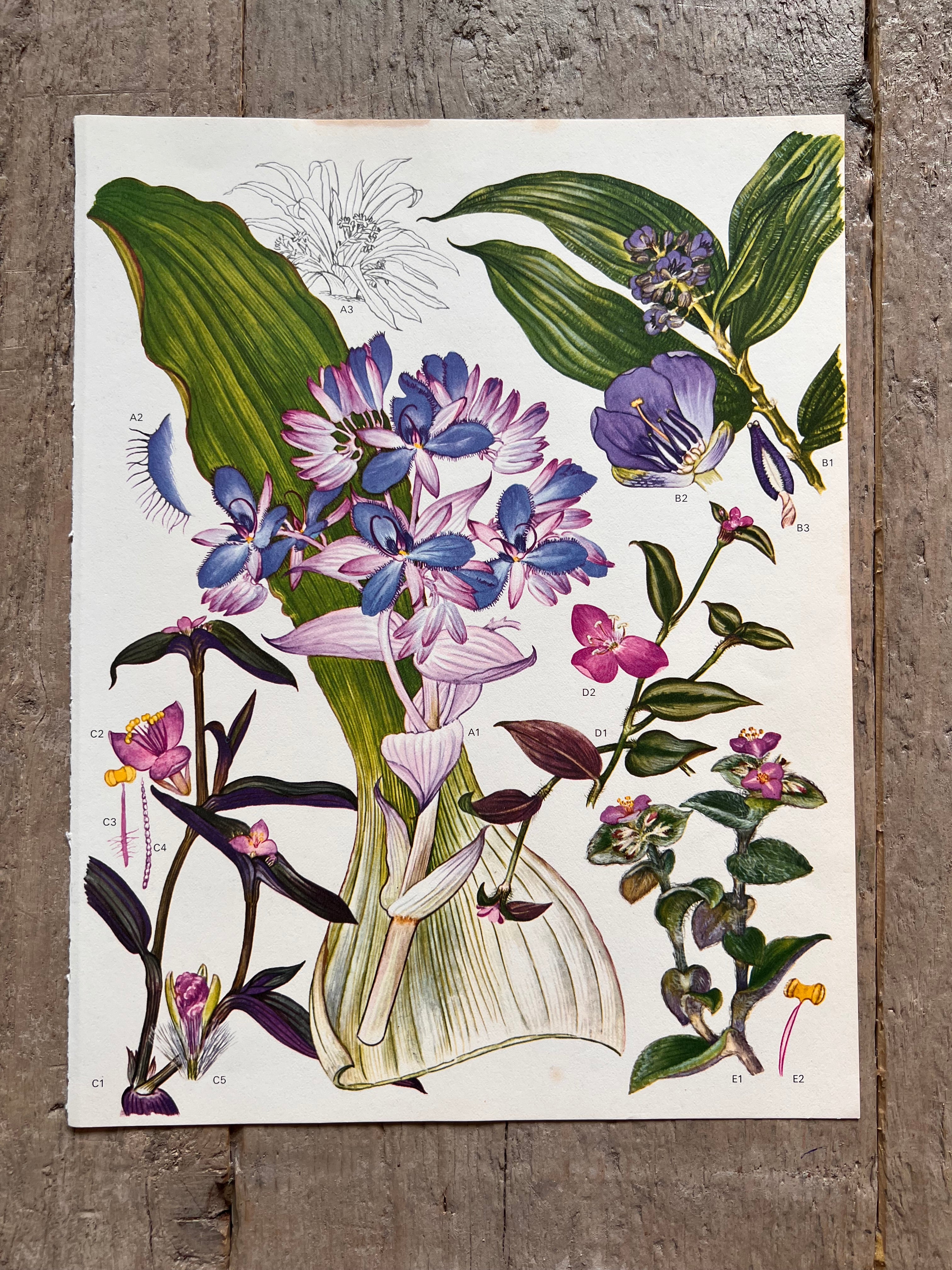 Botanische Illustration lila und rosa Blumen der 1970er Jahre