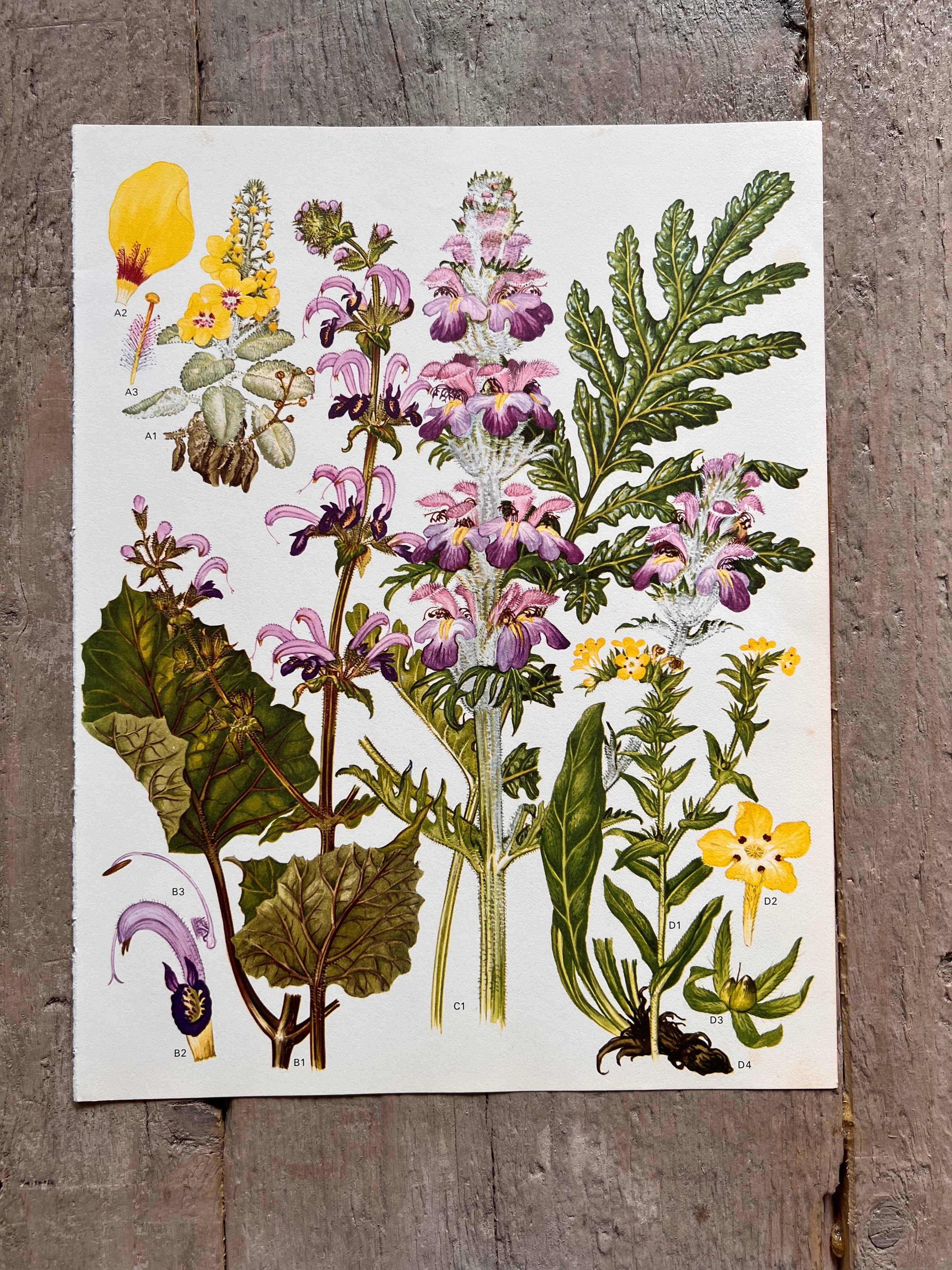 Botanische illustratie leewenbekje jaren 70