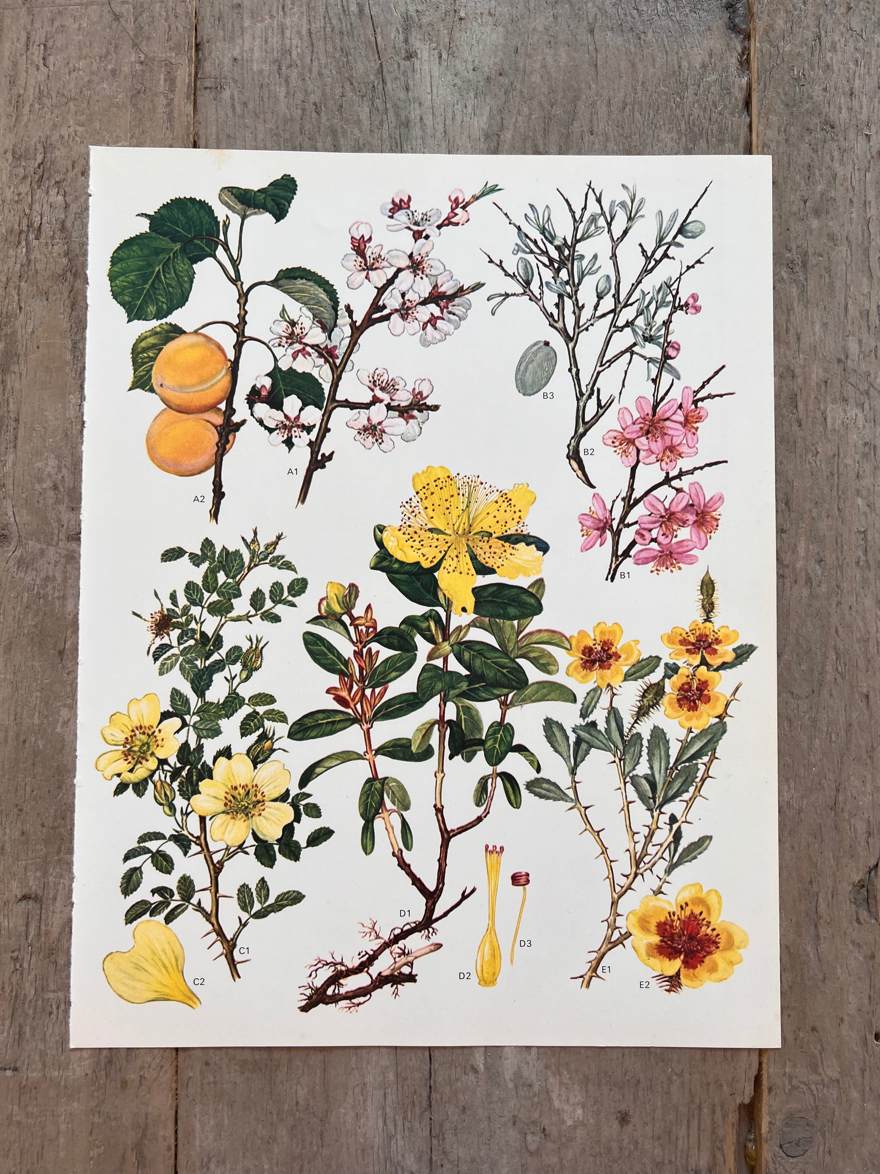 Botanische illustratie abrikoos jaren 70
