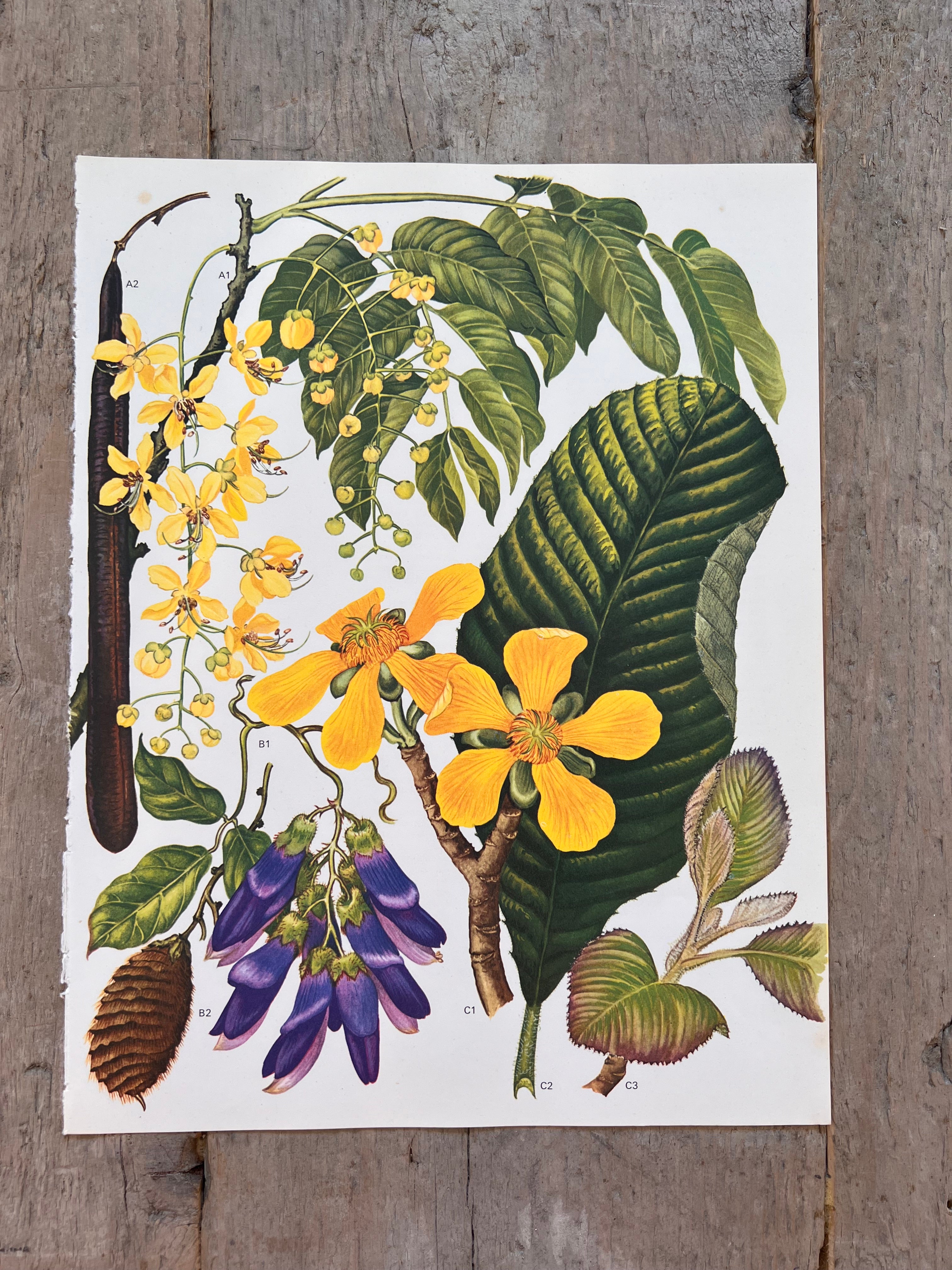 Botanische illustratie Indiaase Laburnum