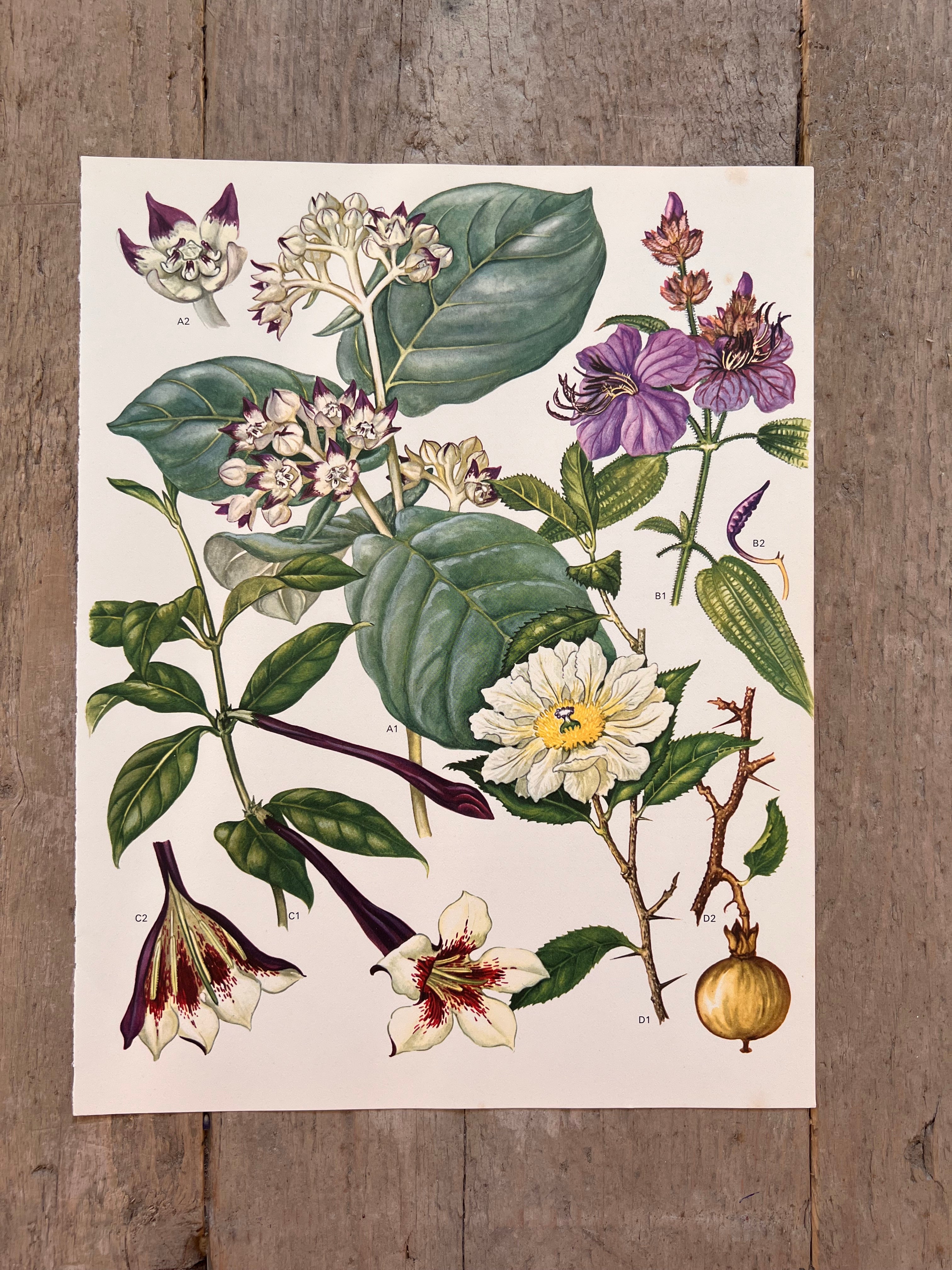 Botanische illustratie tropische bloem