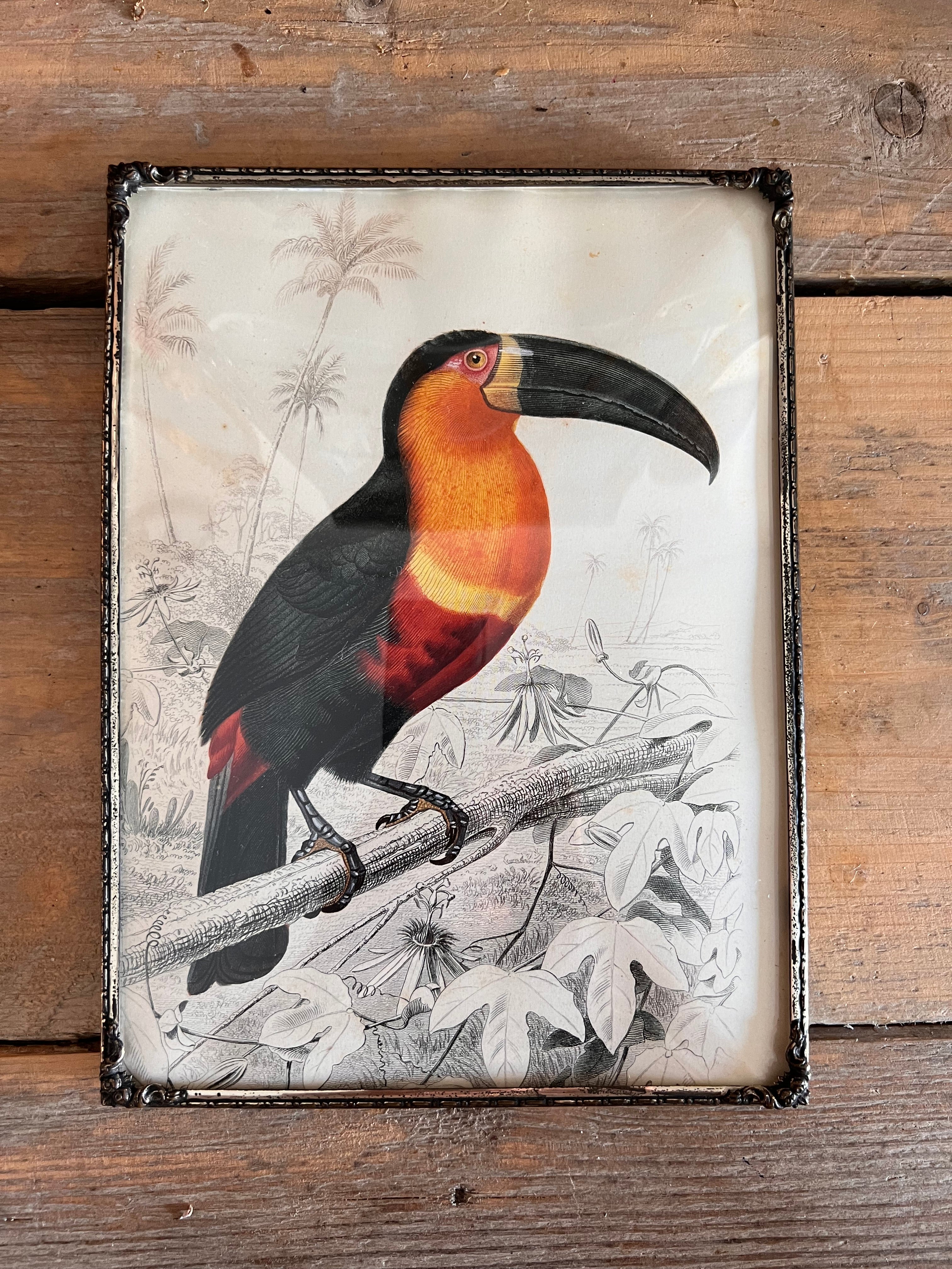 Toekan in vintage lijst