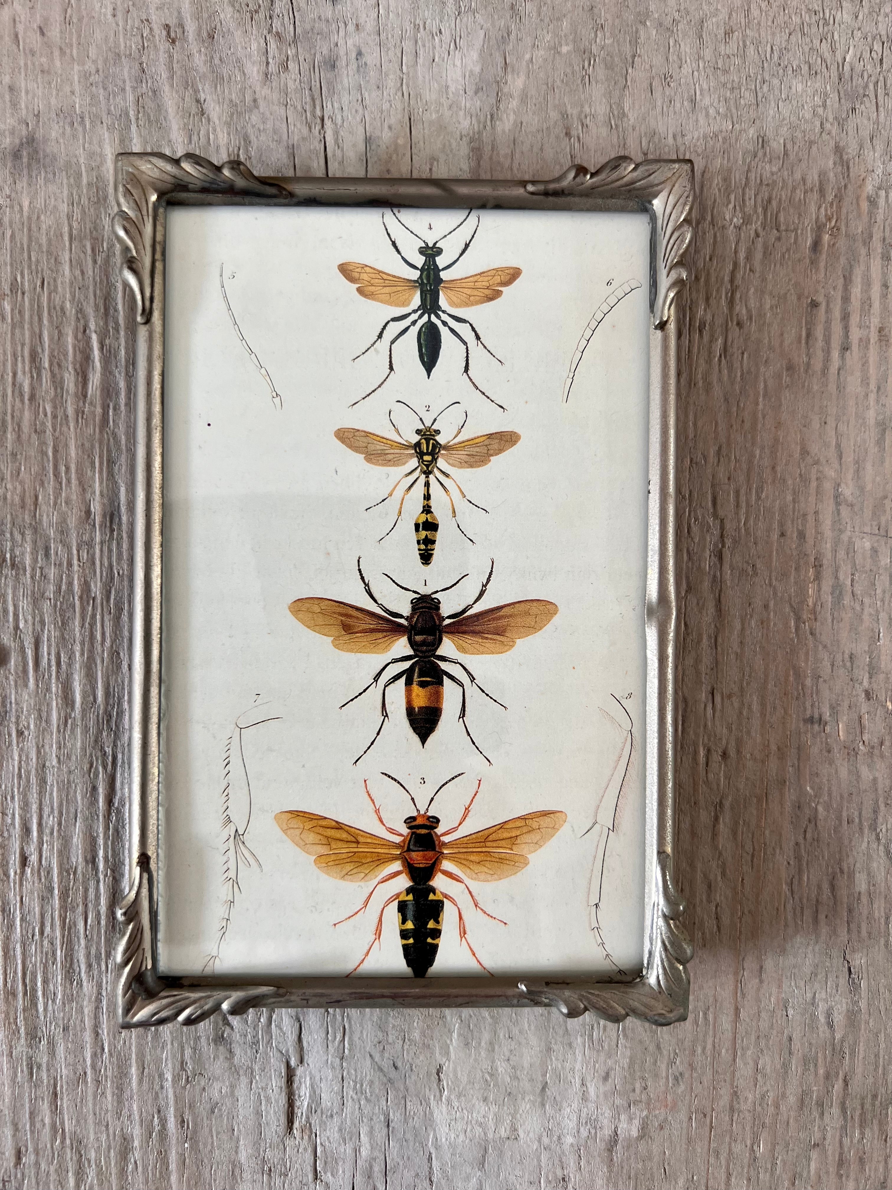 Vintage lijstje met insecten illustratie