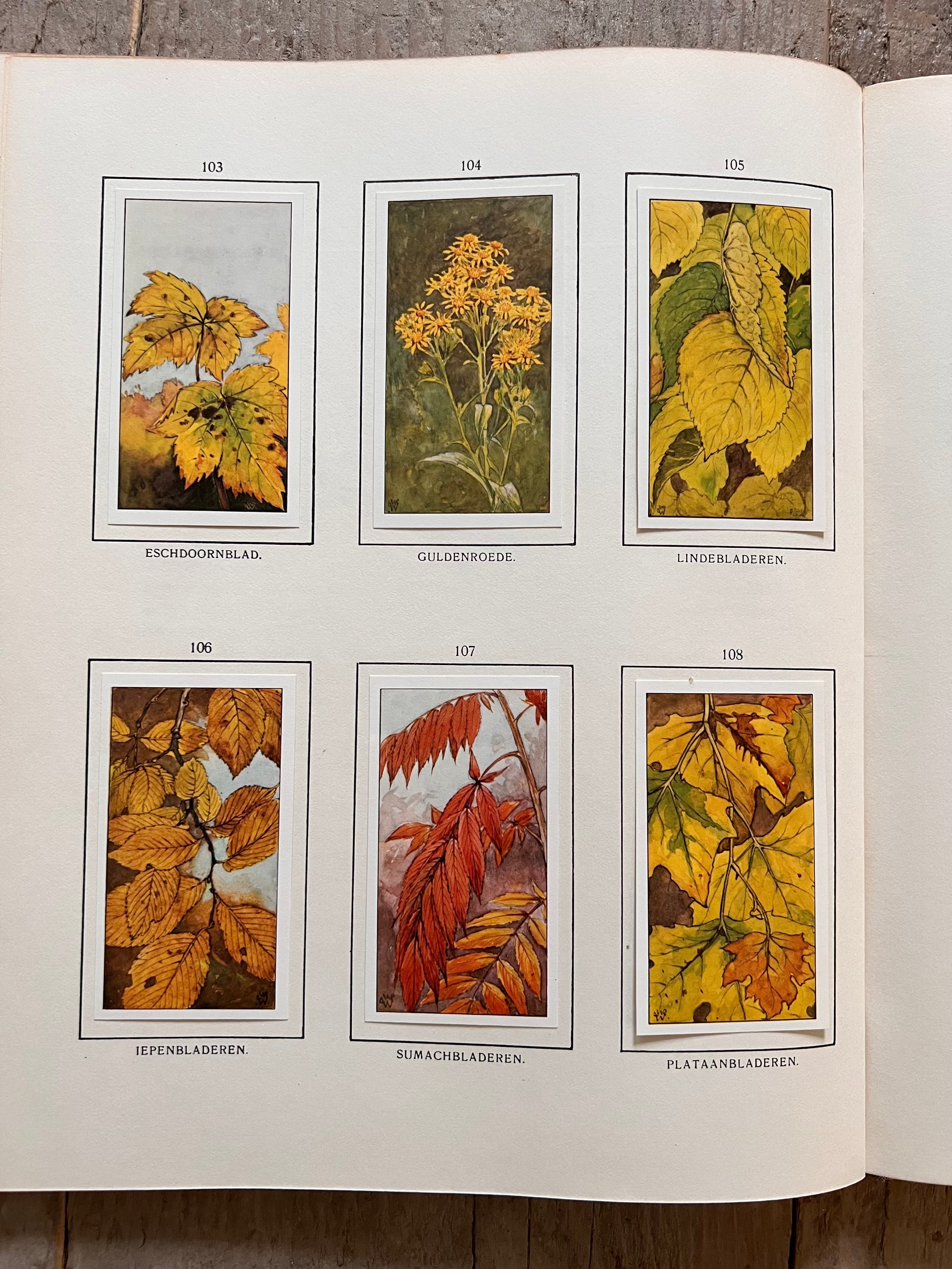 Herfst Verkadeplaatjes boek 1975