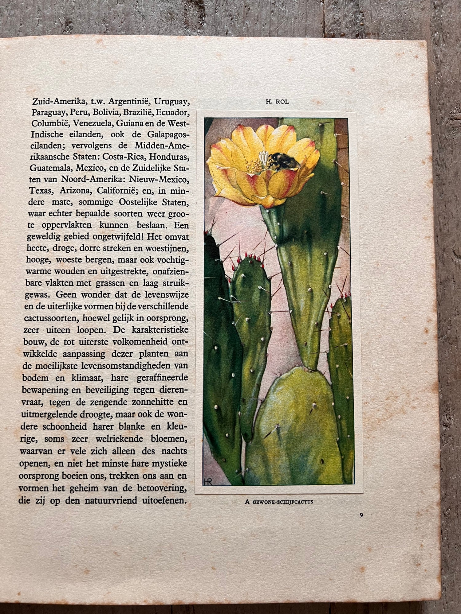 Verkade plaatjesboek Cactussen