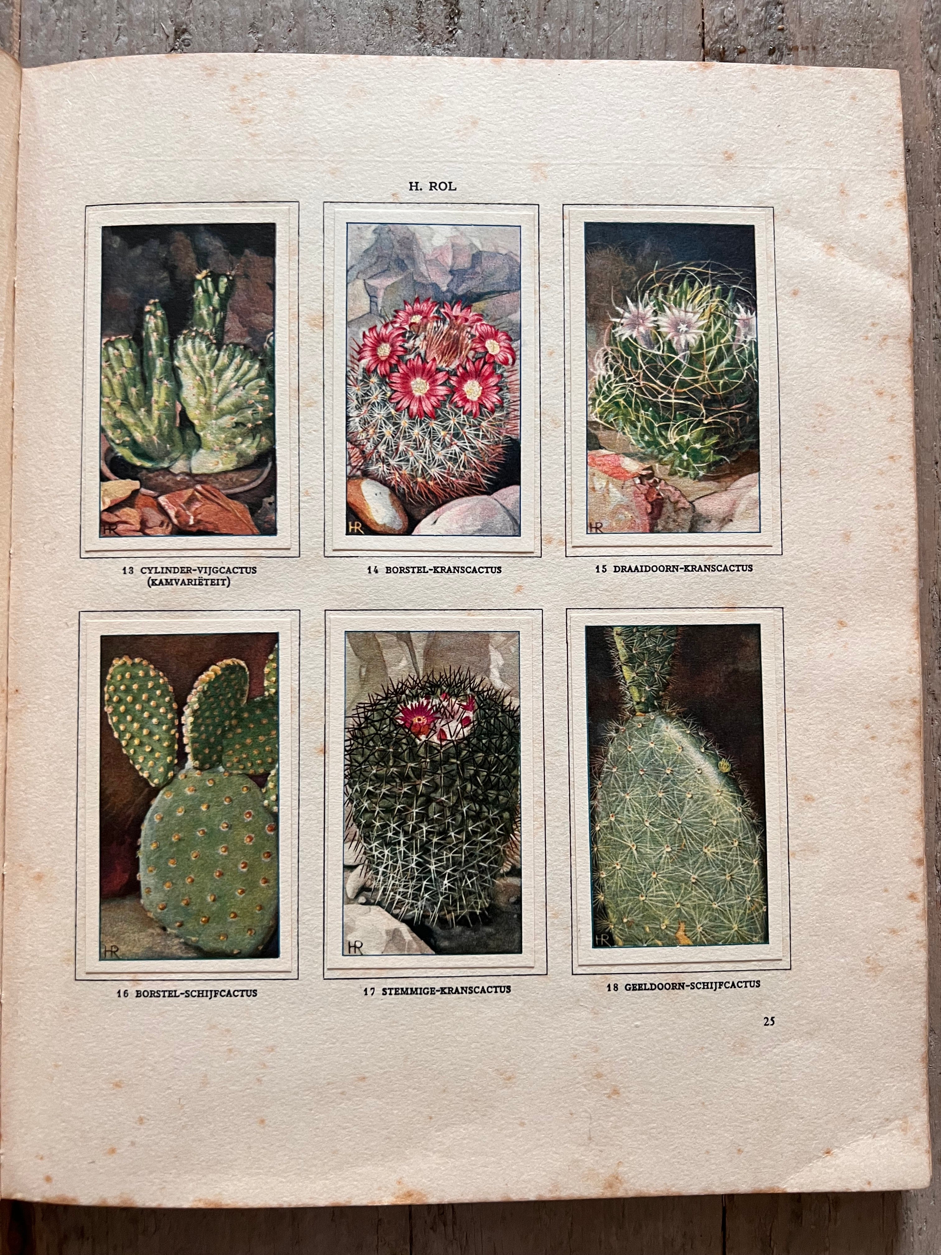 Verkade plaatjesboek Cactussen