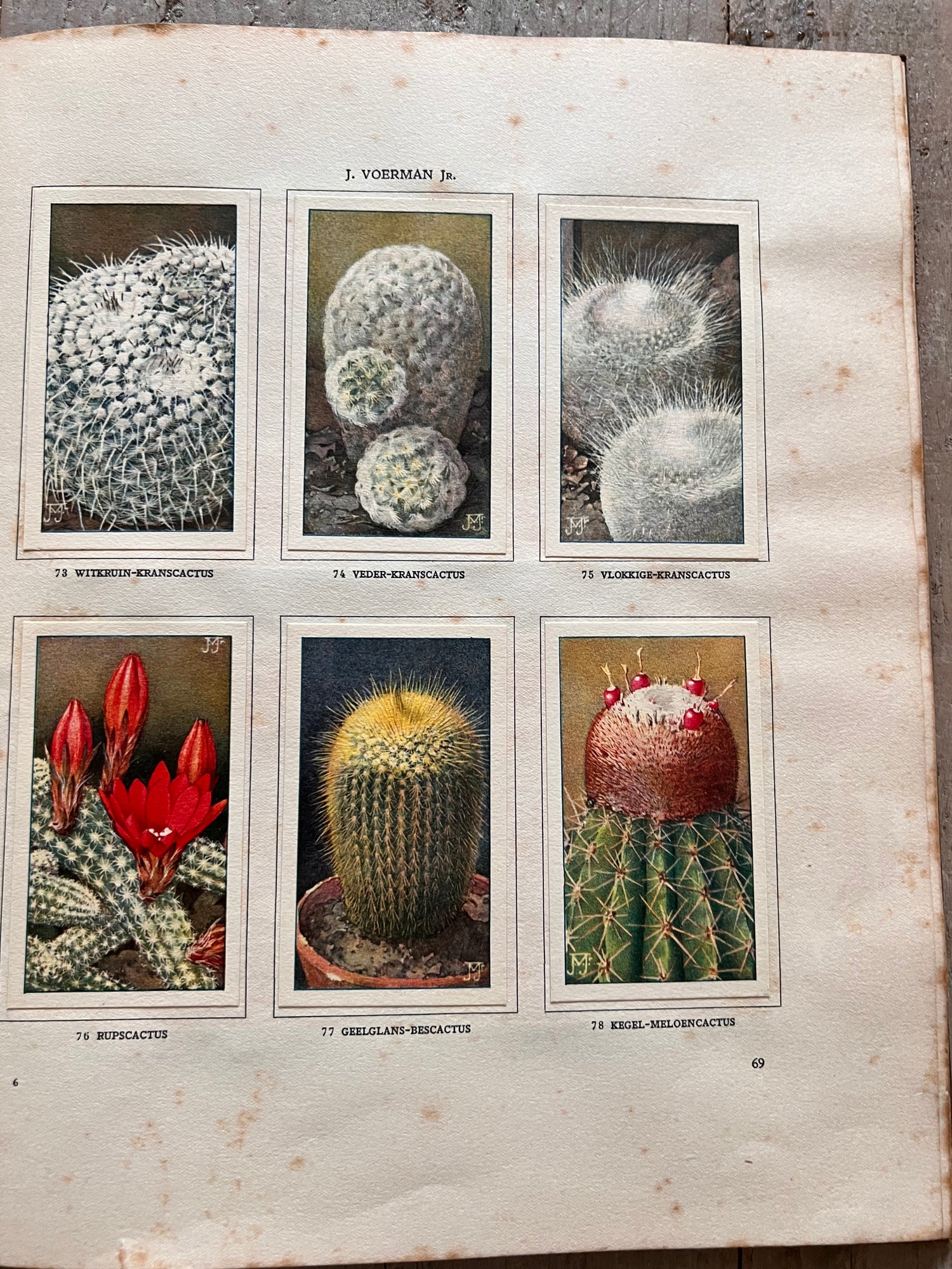 Verkade picture book Cactuses