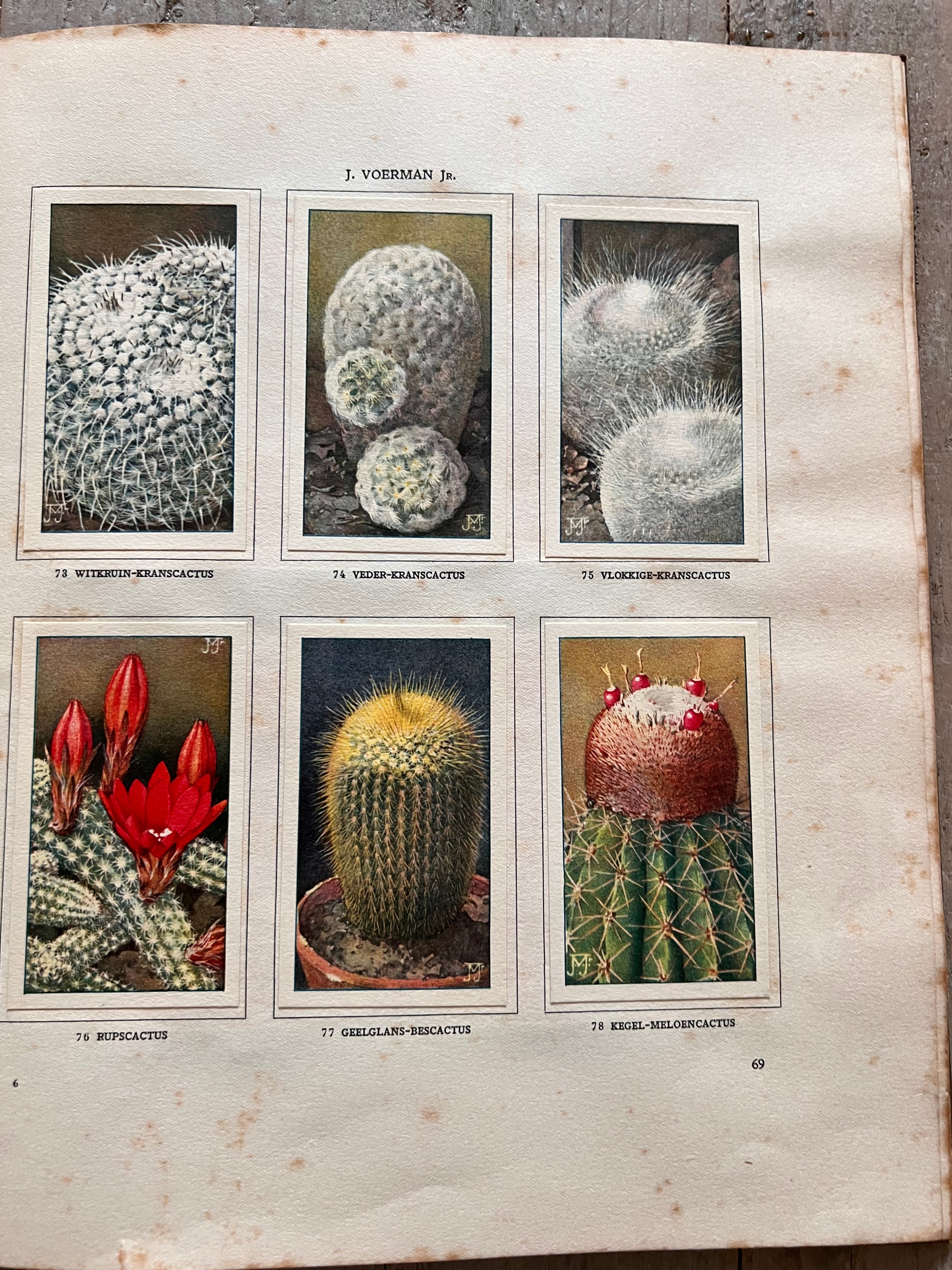 Verkade picture book Cactuses