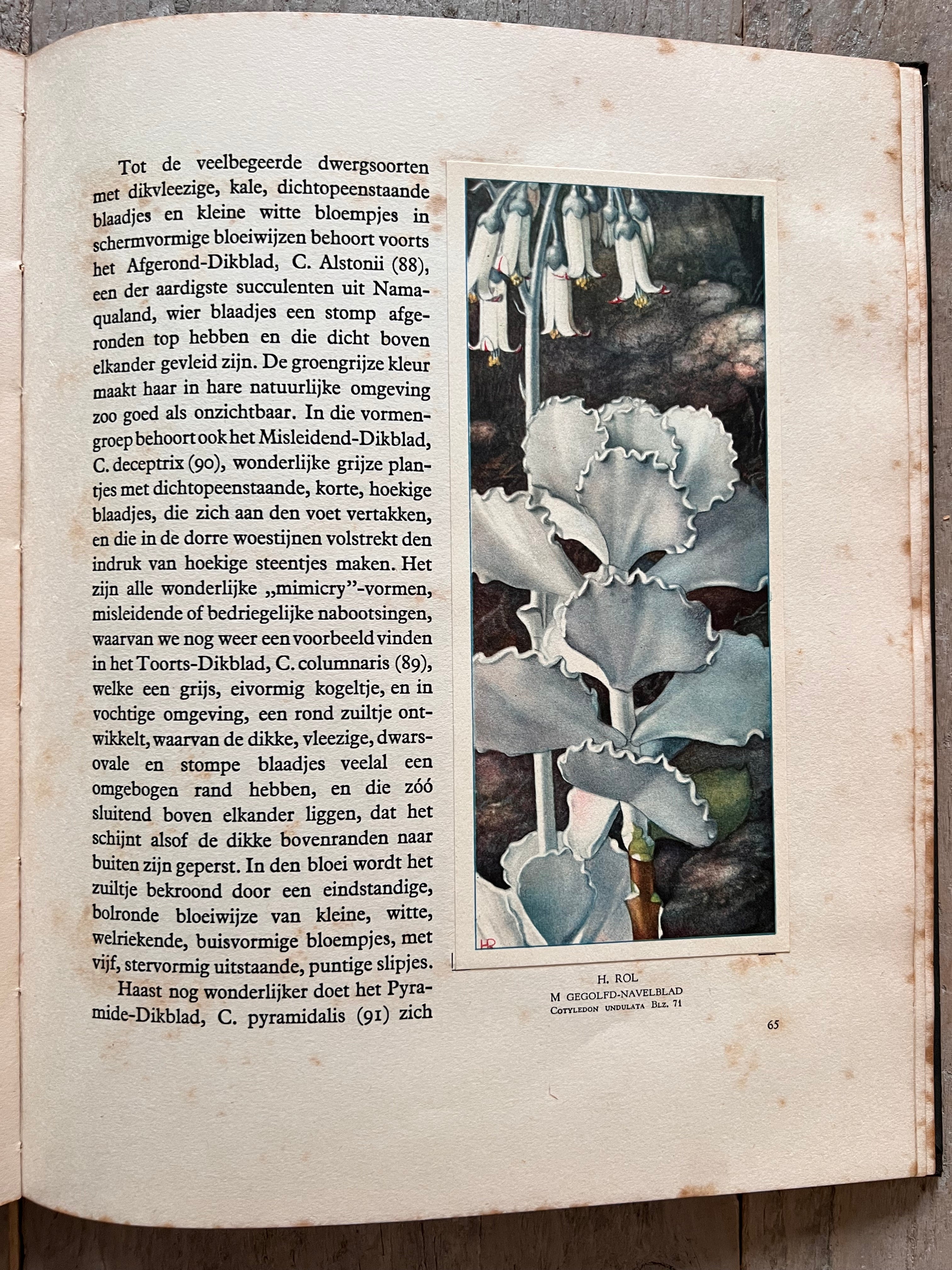 Verkade plaatjesboek vetplanten
