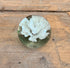 Presse papier met witte bloem