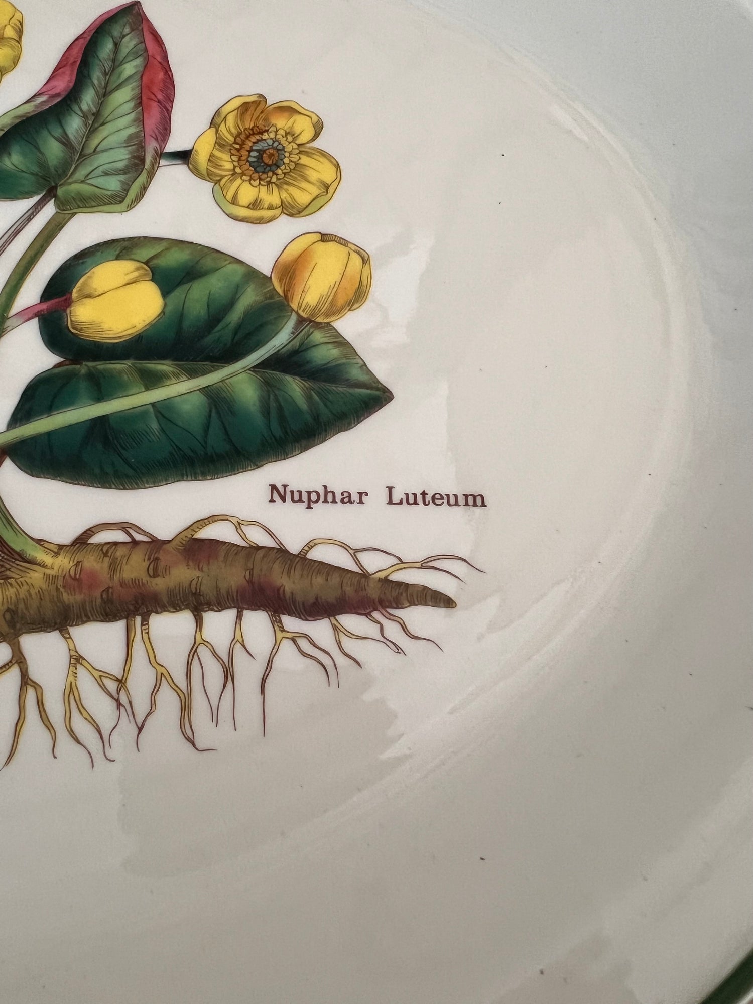 Serveerschaal Florabunda Wedgwood