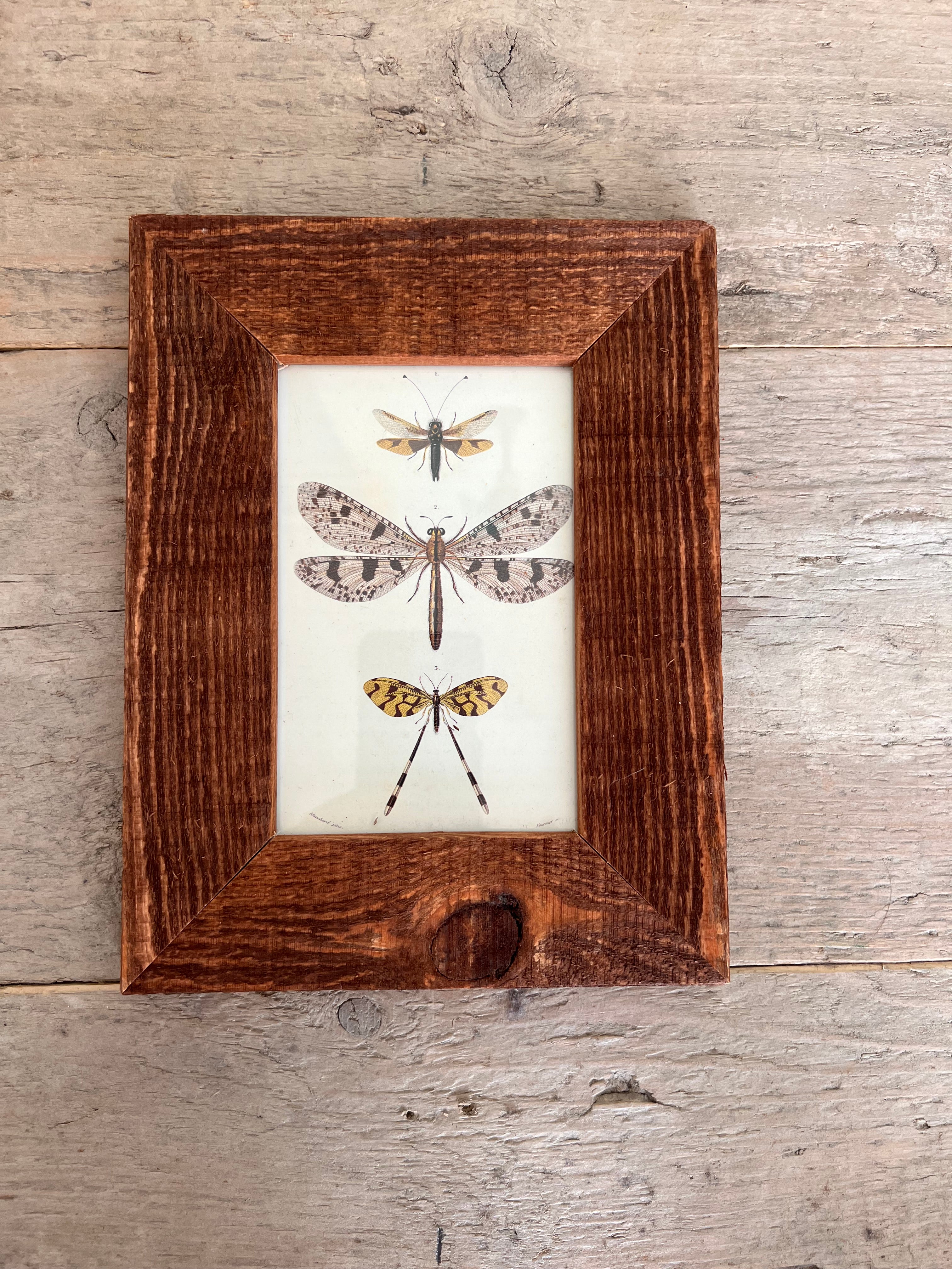 Houten lijst met vliegende insecten