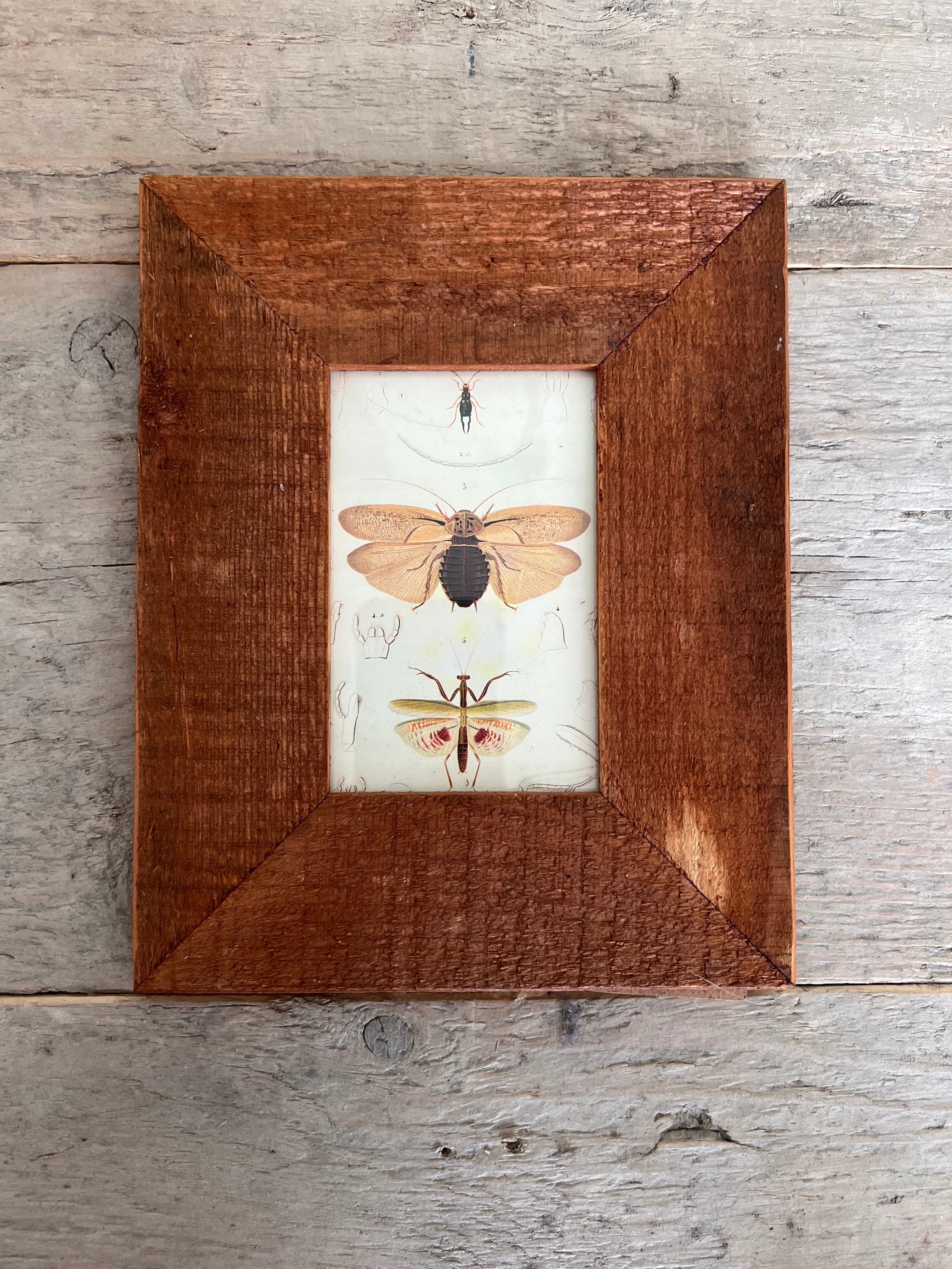 Houten lijst met illustratie insecten