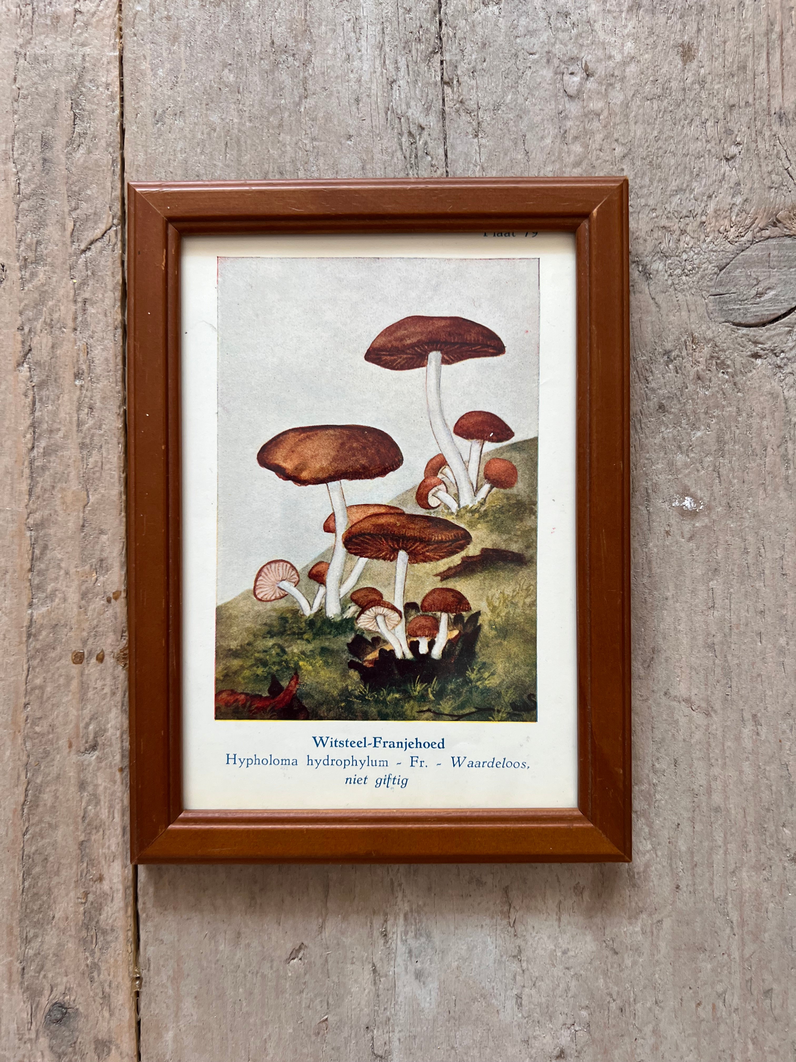 Antieke illustratie witsteel-franjehoed