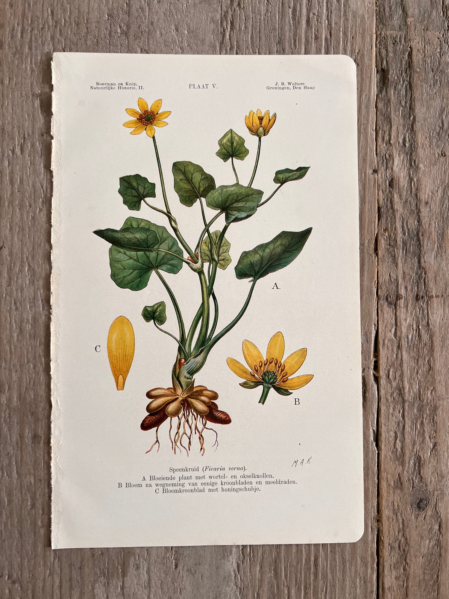 Antieke illustratie Speenkruid