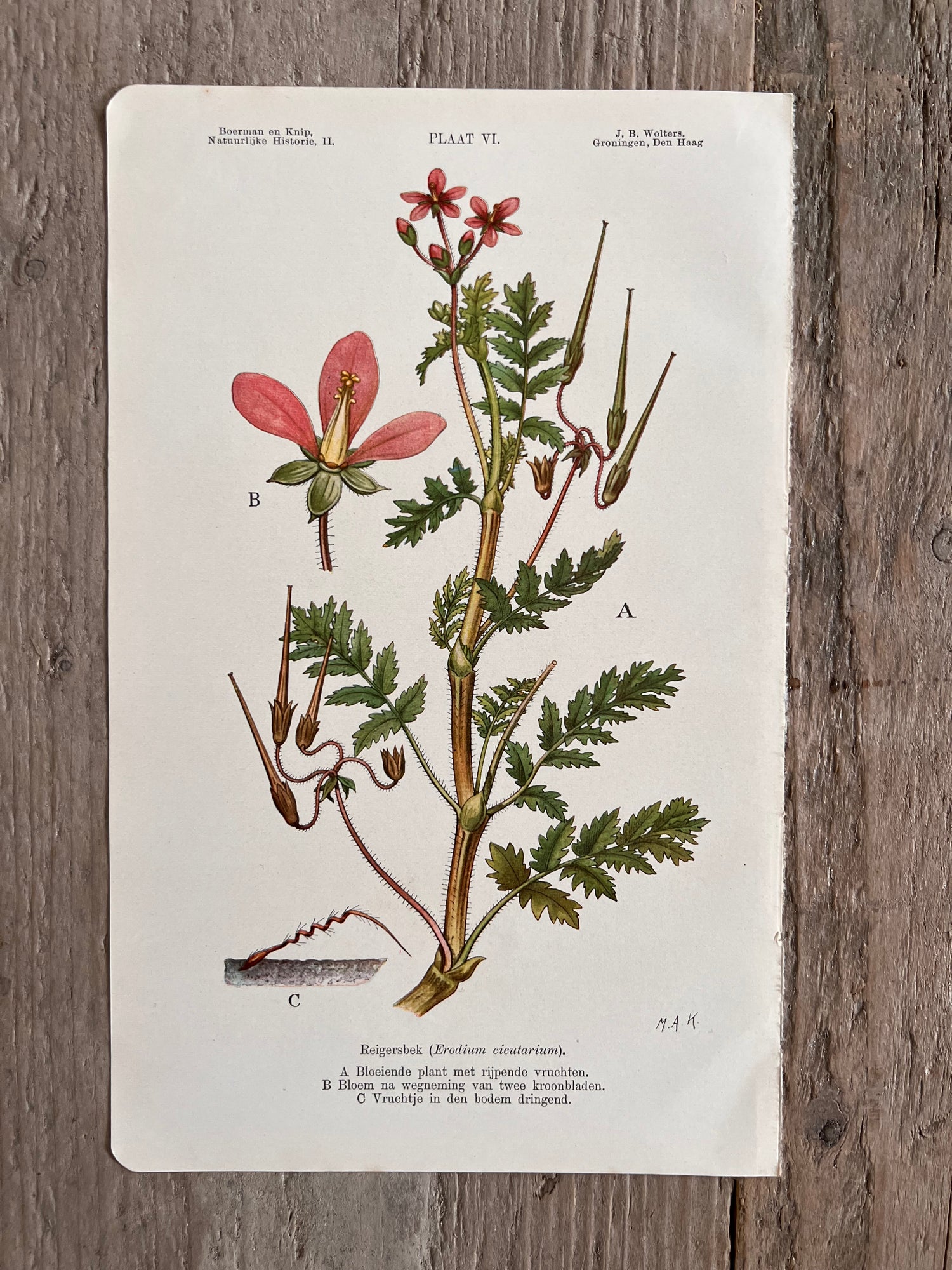 Antieke illustratie Reigersbek