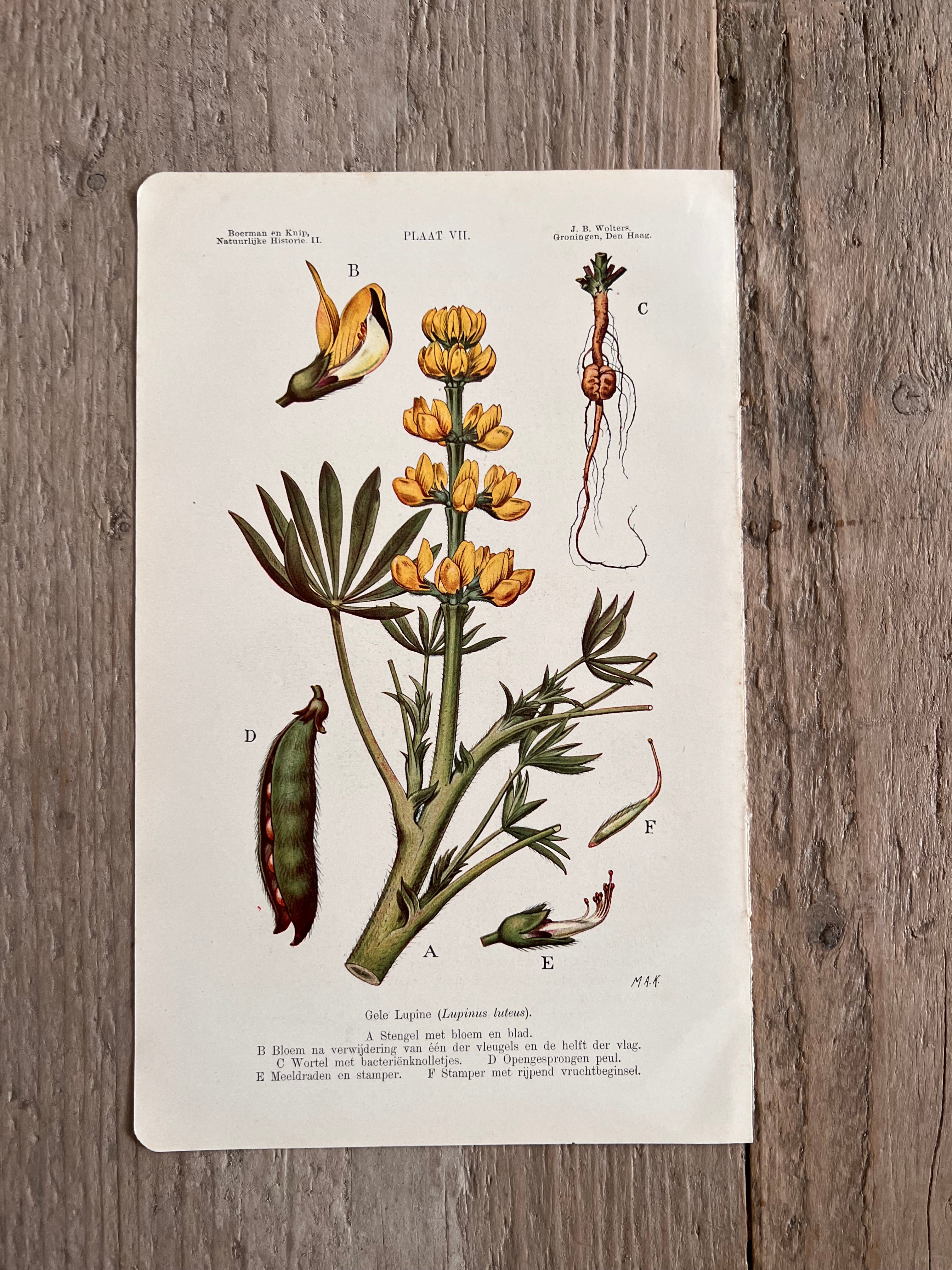Antieke illustratie Gele Lupine