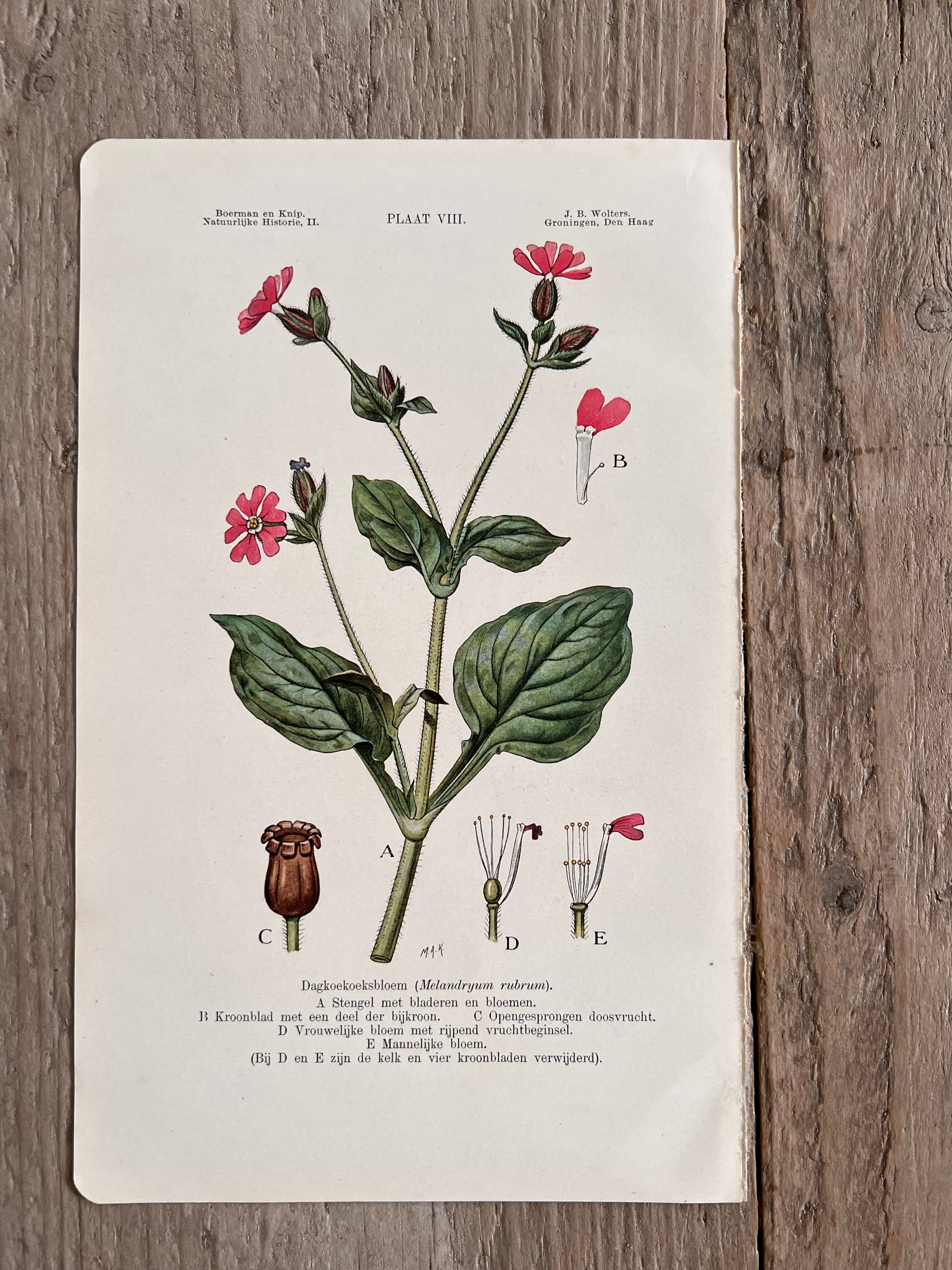 Antike Illustration Kuckucksblume