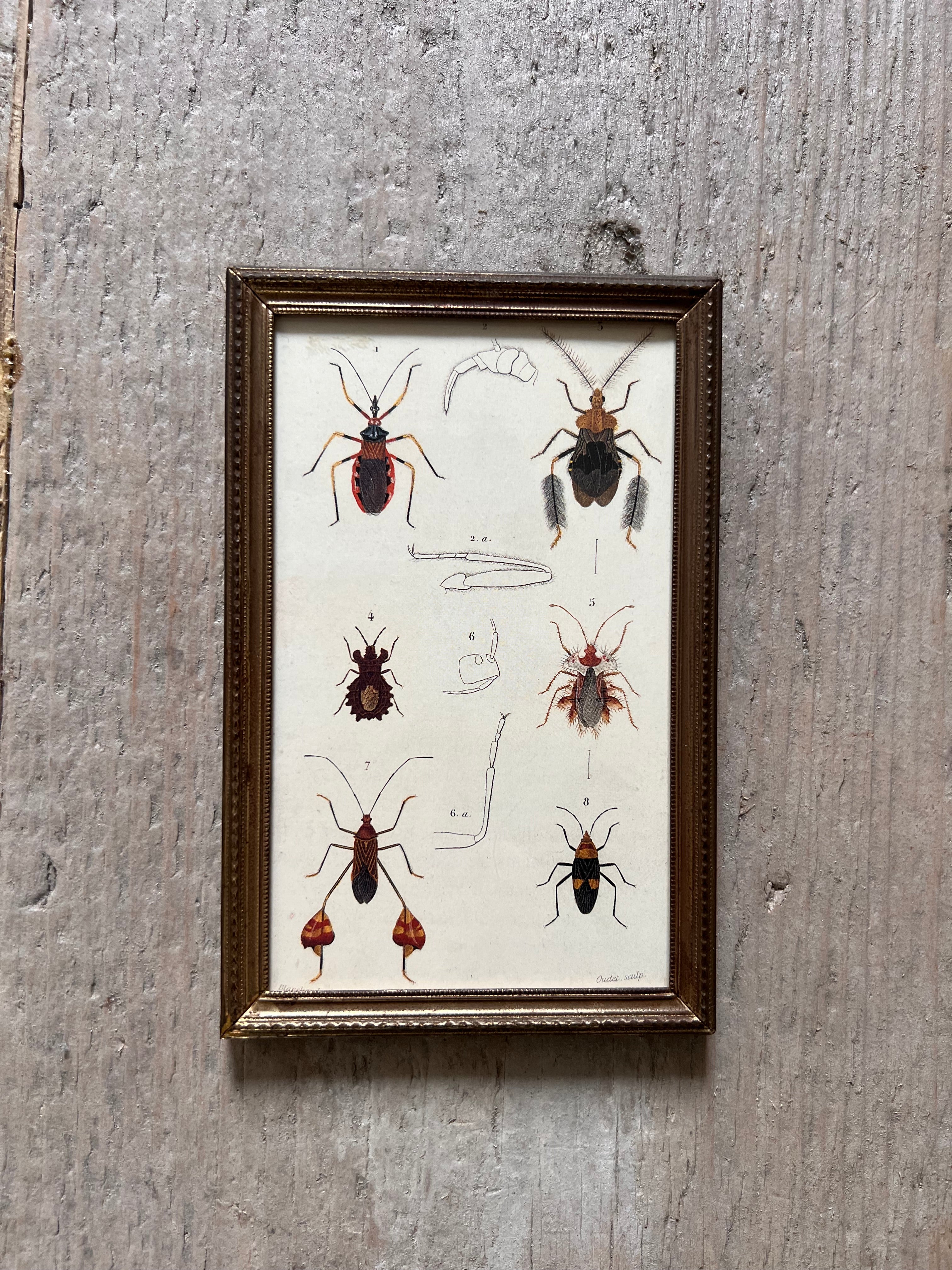 Vintage lijstje met illustratie kevers