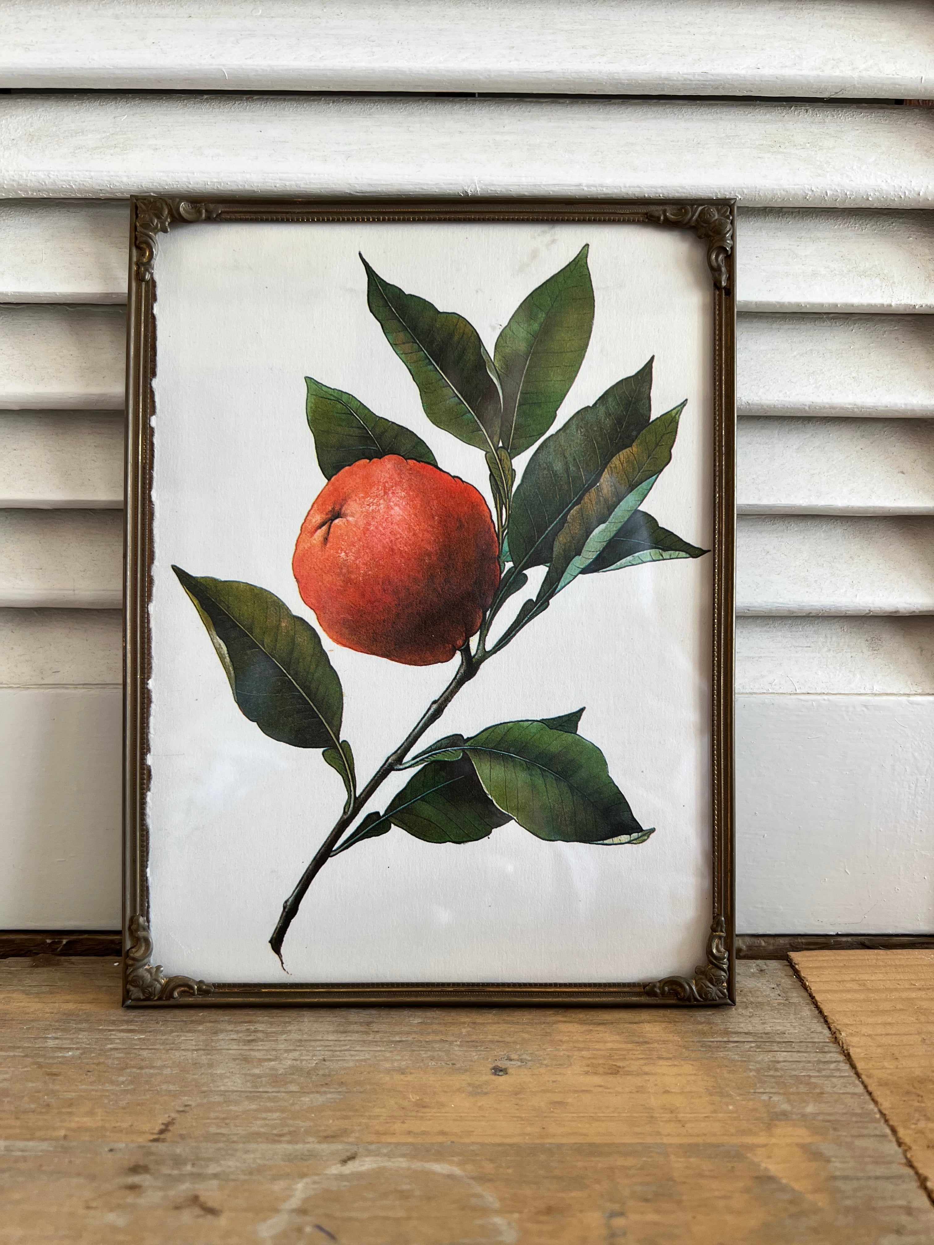 Vintage fotolijst met botanische afbeelding
