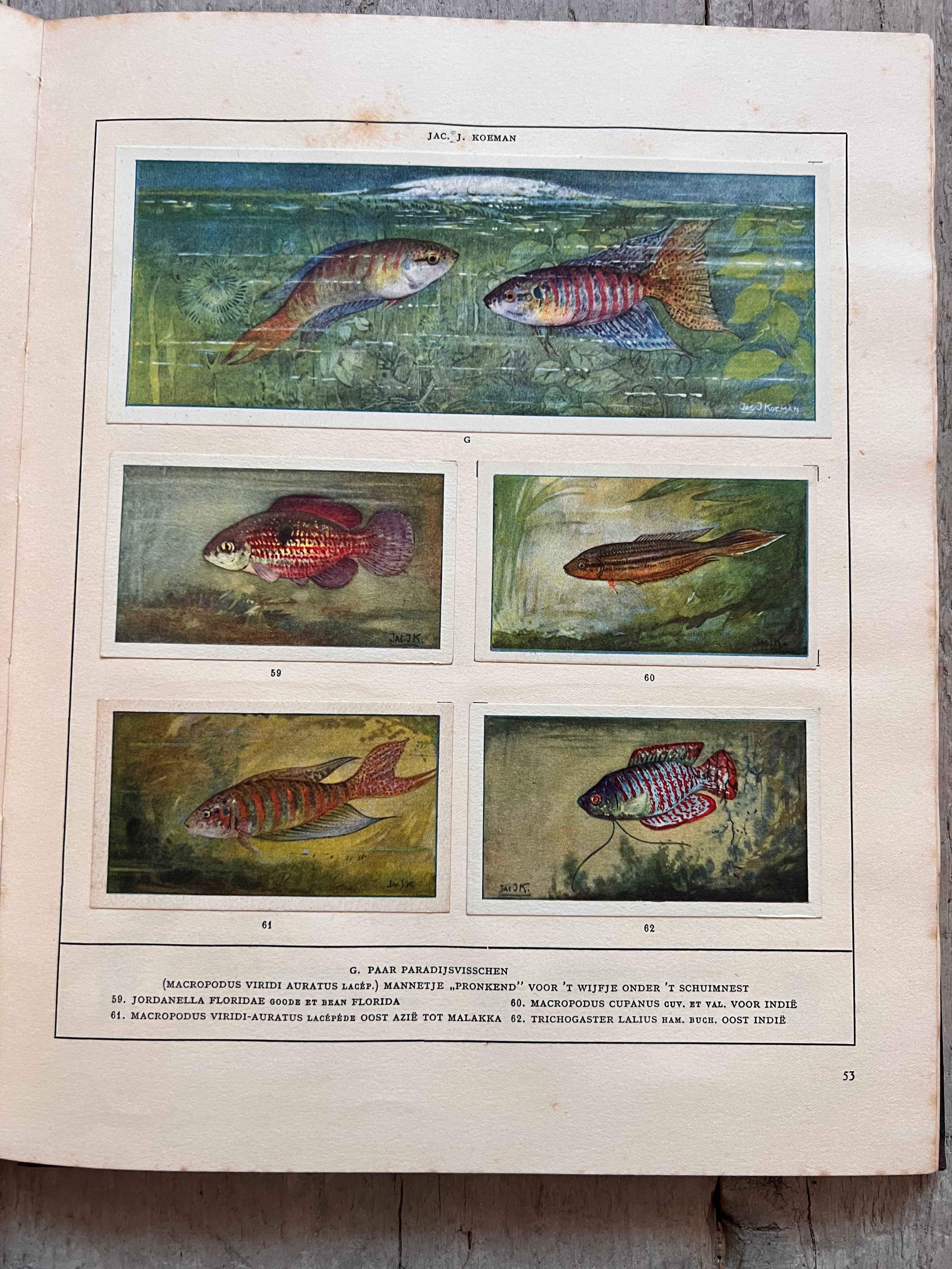 Verkade plaatjesboek Mijn Aquarium