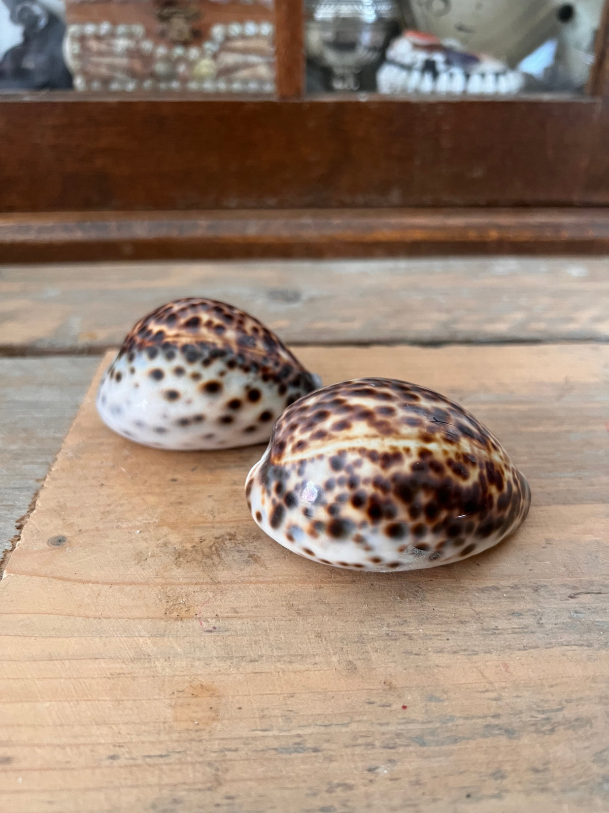 Tijgerkauri schelp - natuurlijke decoratie en verzamelschelp