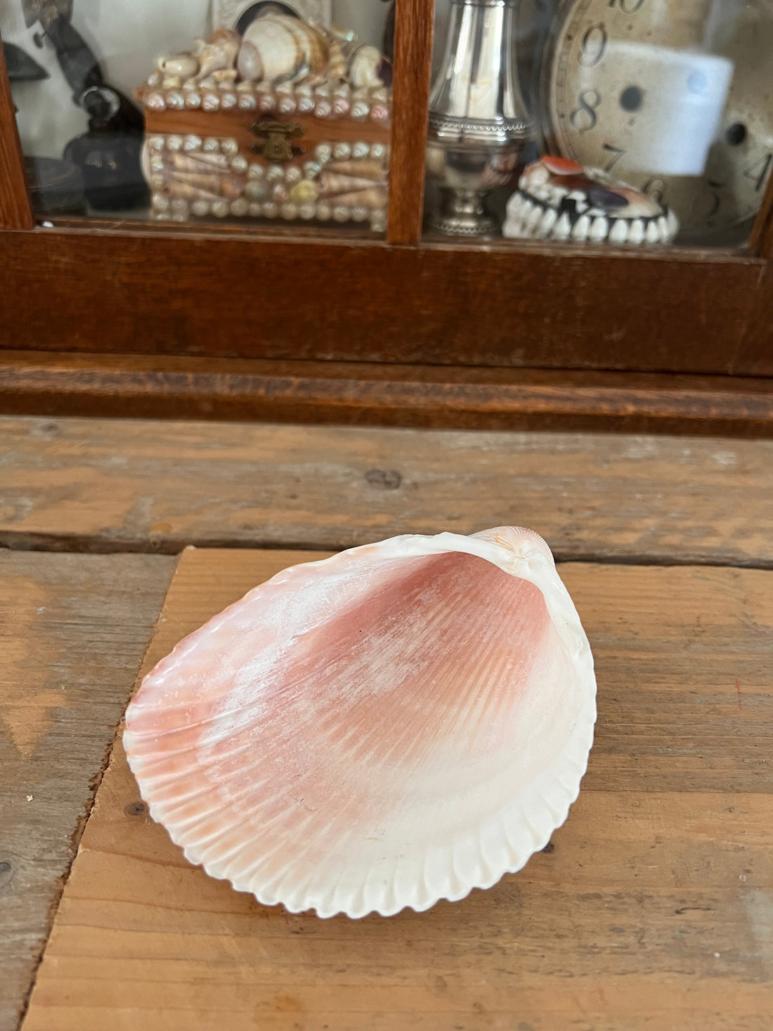 Big cockle