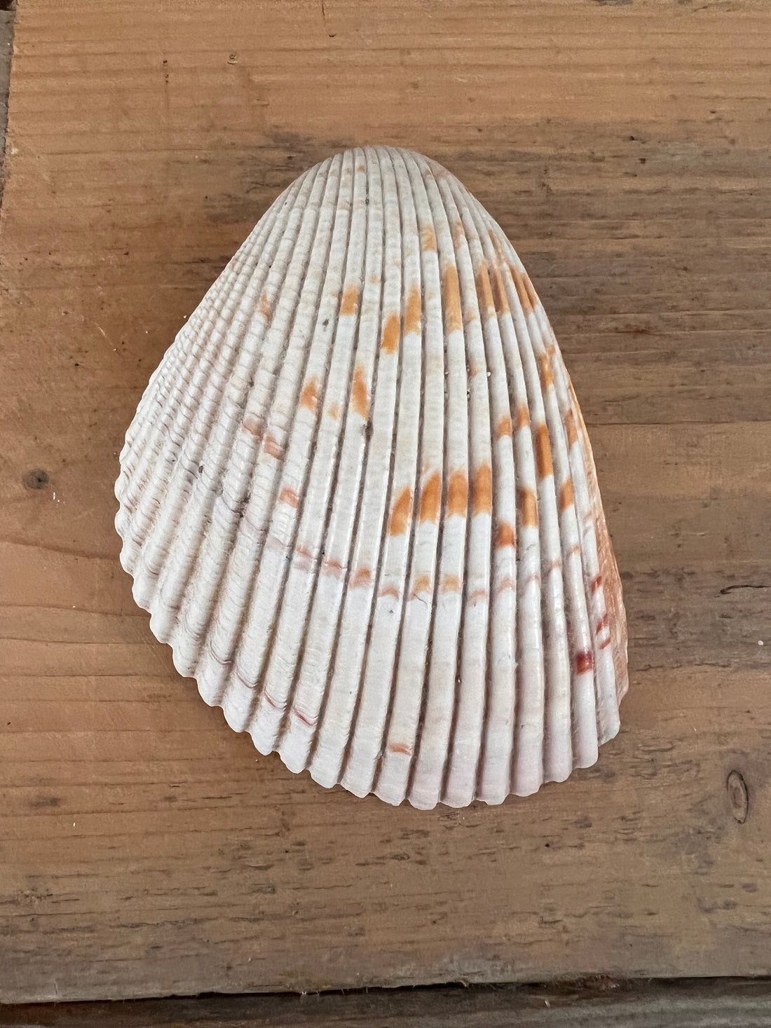 Big cockle