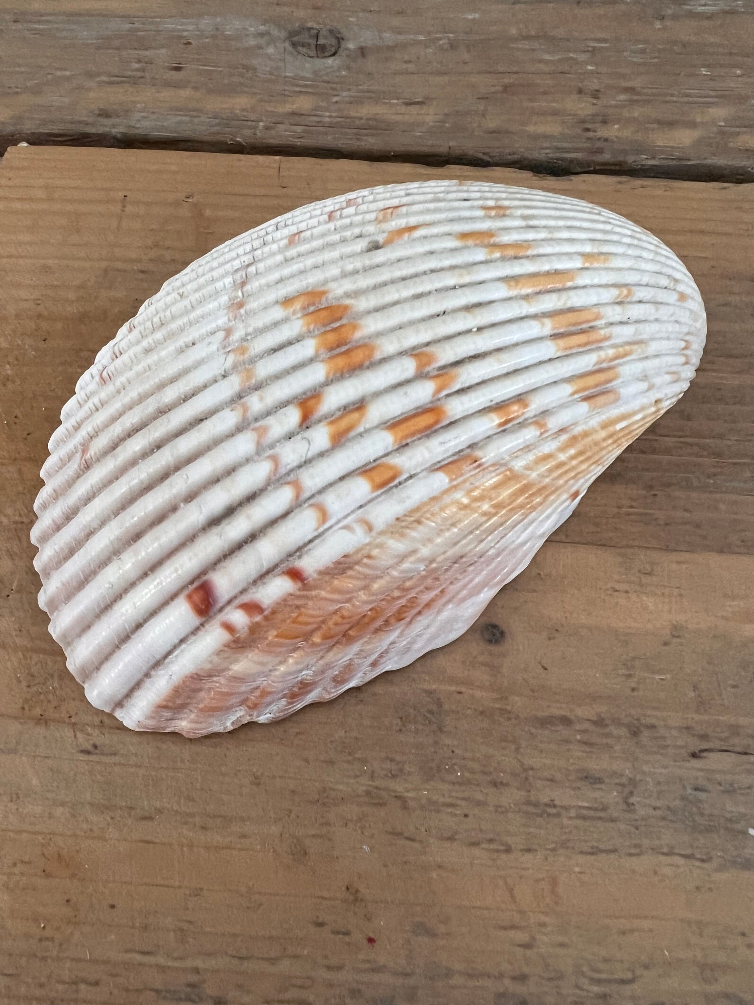 Big cockle