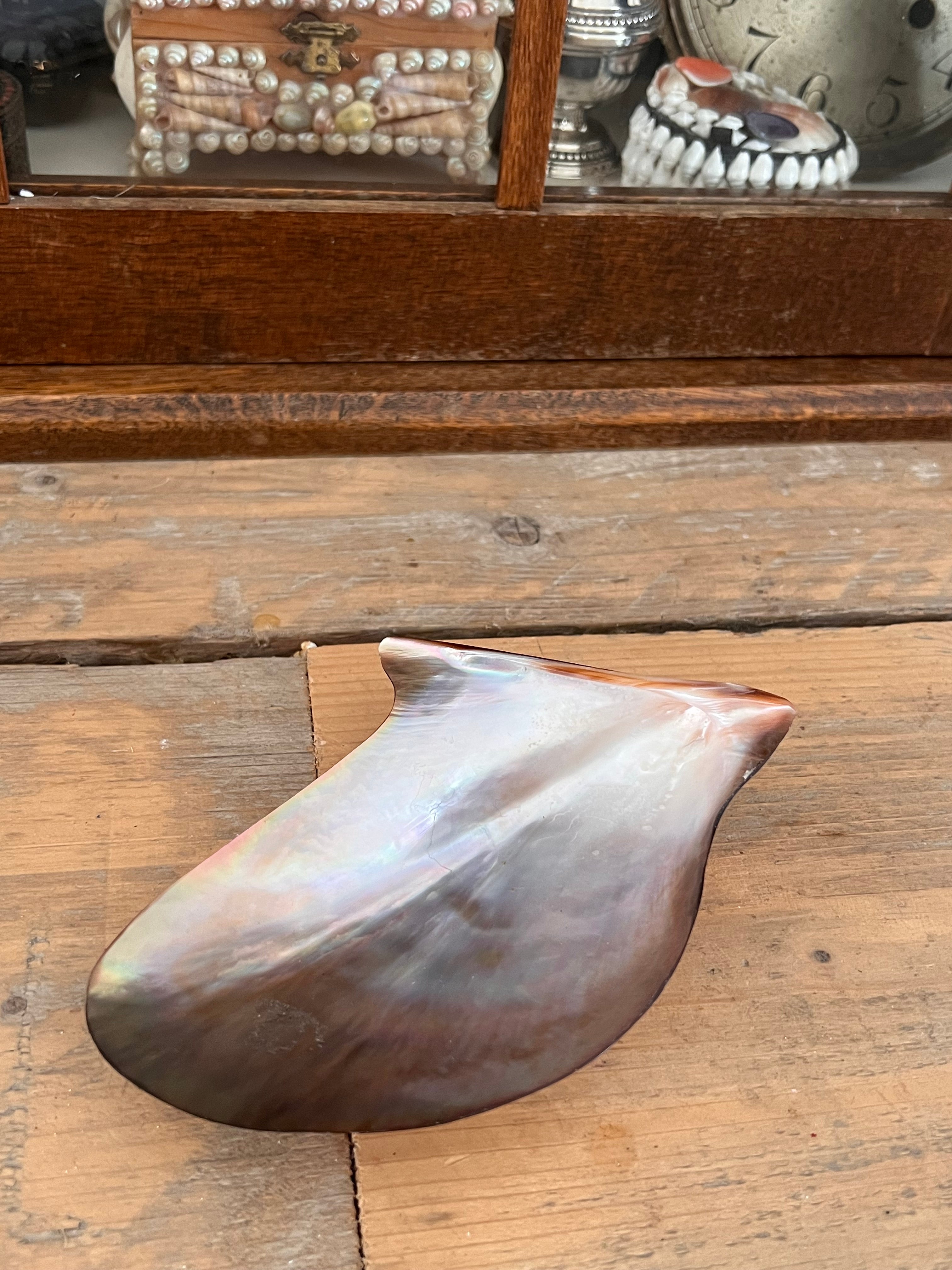 Mother-of-pearl mussel brown