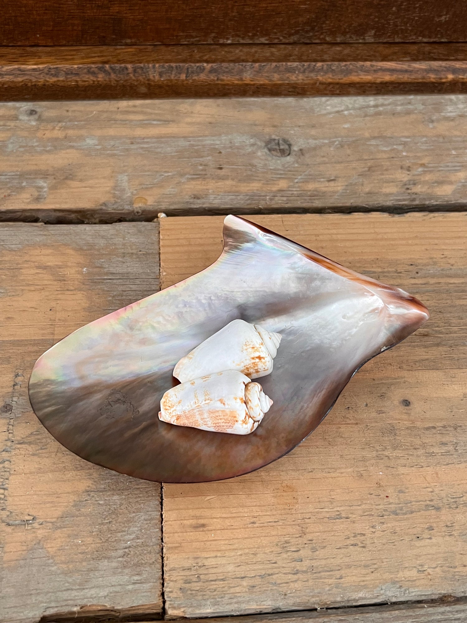 Mother-of-pearl mussel brown