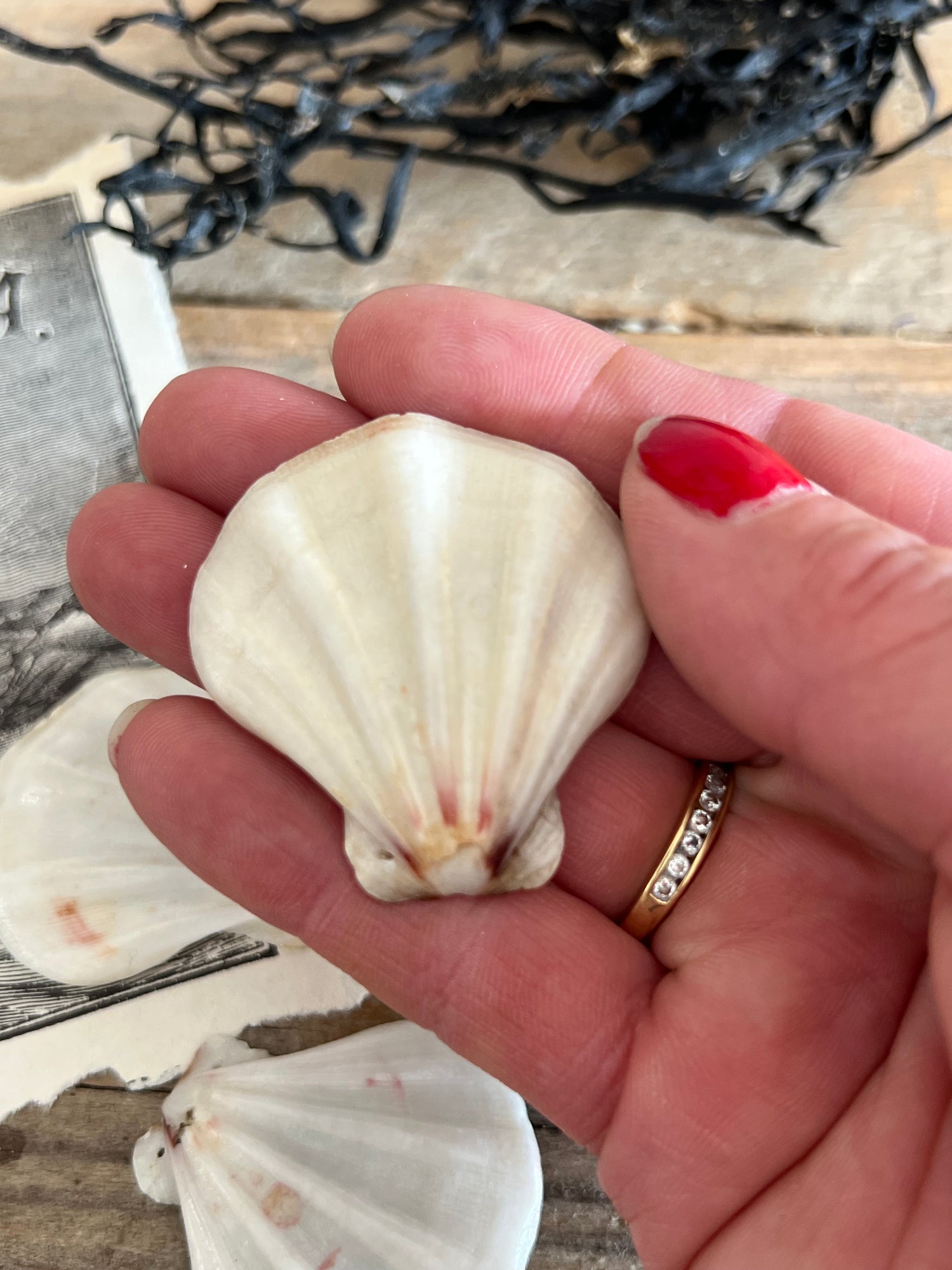 Coquilles kralen