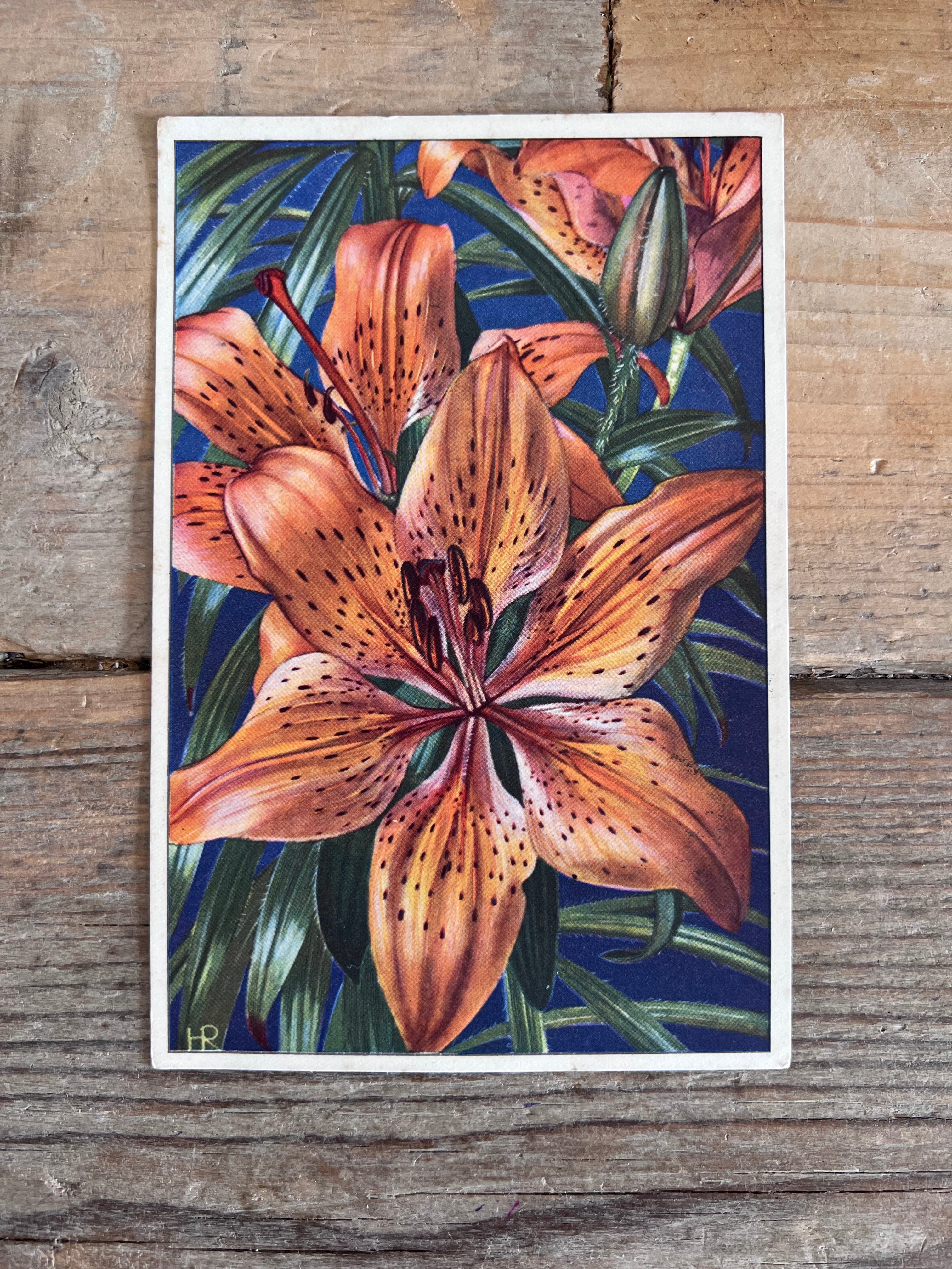 vintage ansichtkaart oranje lelie, onbeschreven ansichtkaart bloemen, bloemen ansichtkaarten vintage, ansichtkaart oranje bloem, botanische ansichtkaarten, nostalgische ansichtkaarten kopen, vintage kaarten verzamelen, ansichtkaart oranje lelie