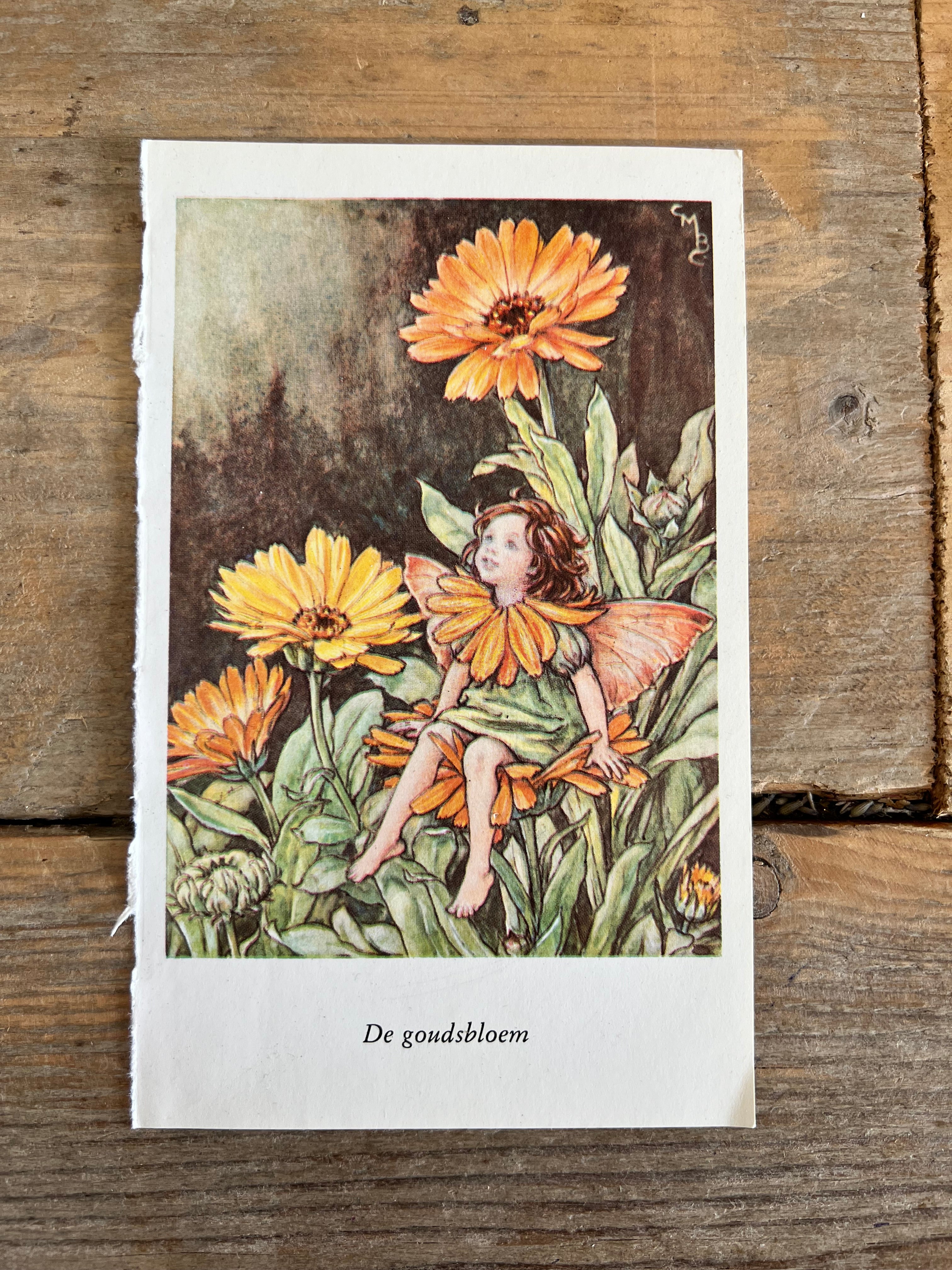 Illustratie Flower Fairies De goudsbloem